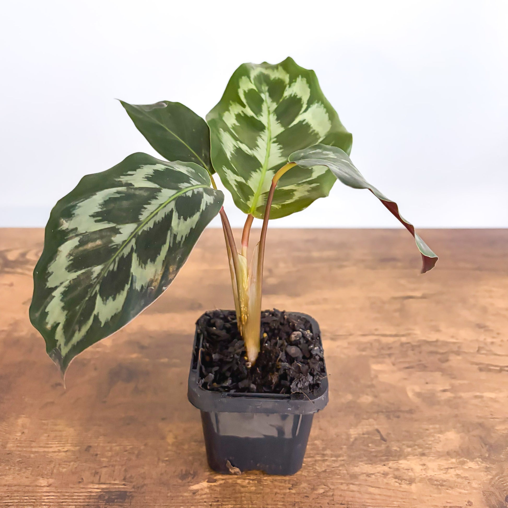 helen kennedy calathea Calathea Helen Kennedy – The Plant Boys