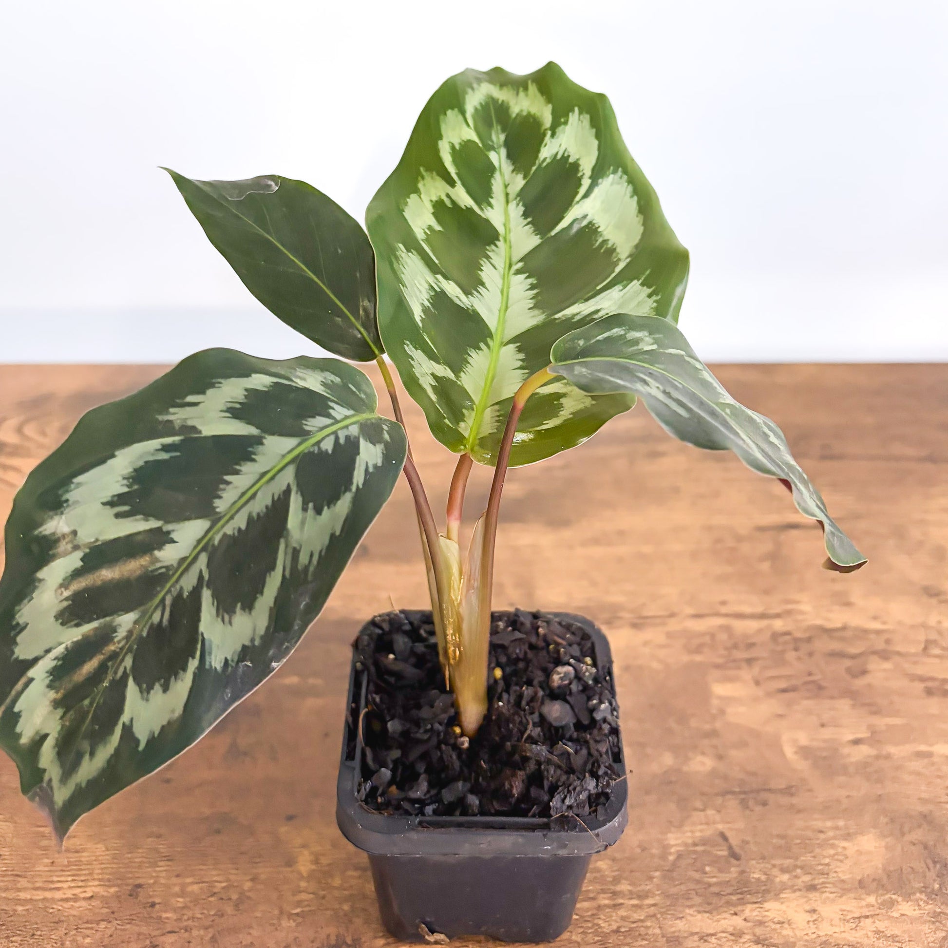 calathea helen kennedy Calathea Helen Kennedy – The Plant Boys