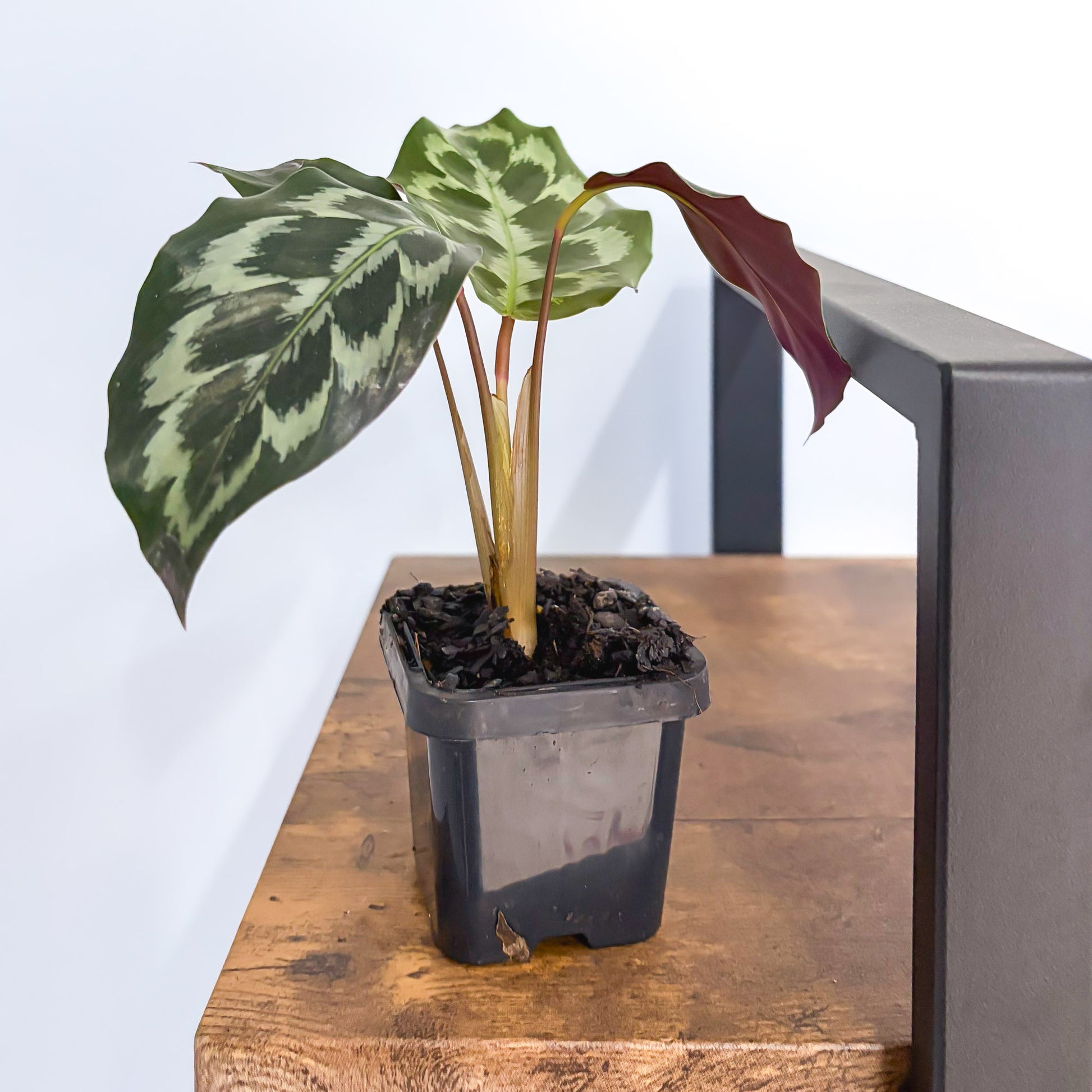 Calathea Helen Kennedy – The Plant Boys