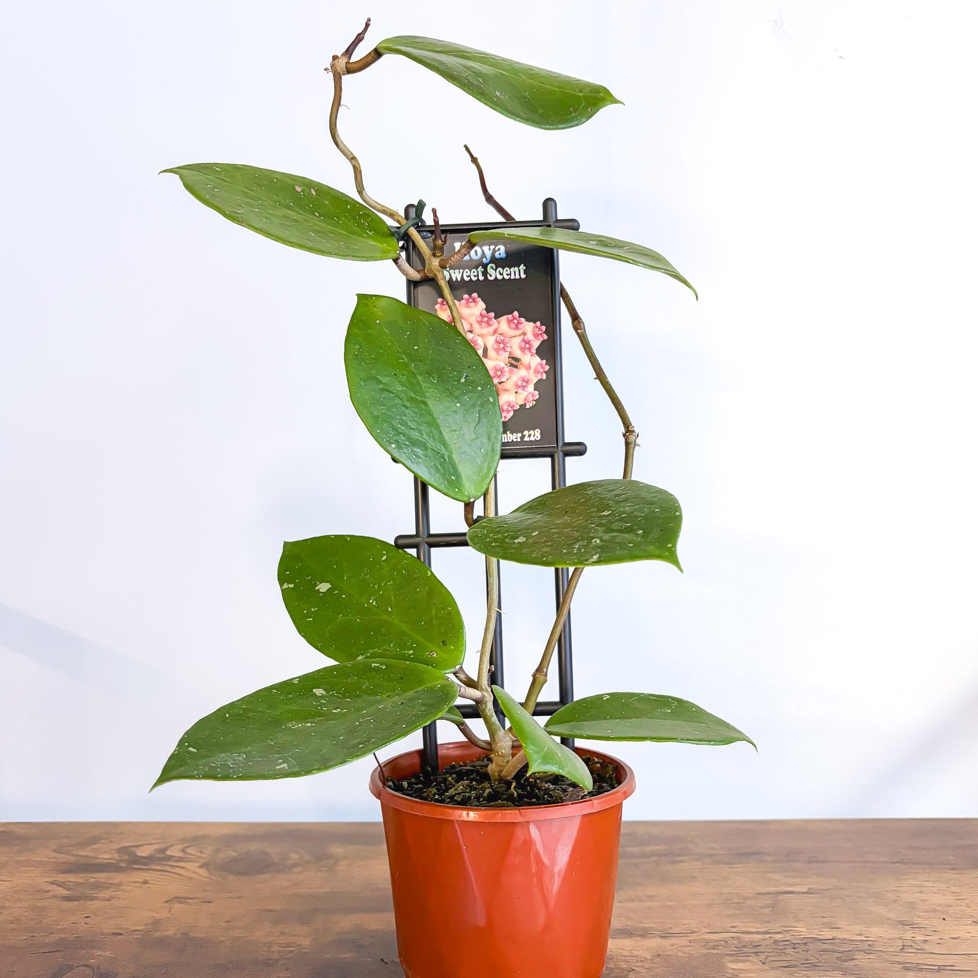 Hoya Sweet Scent | The Plant Boys