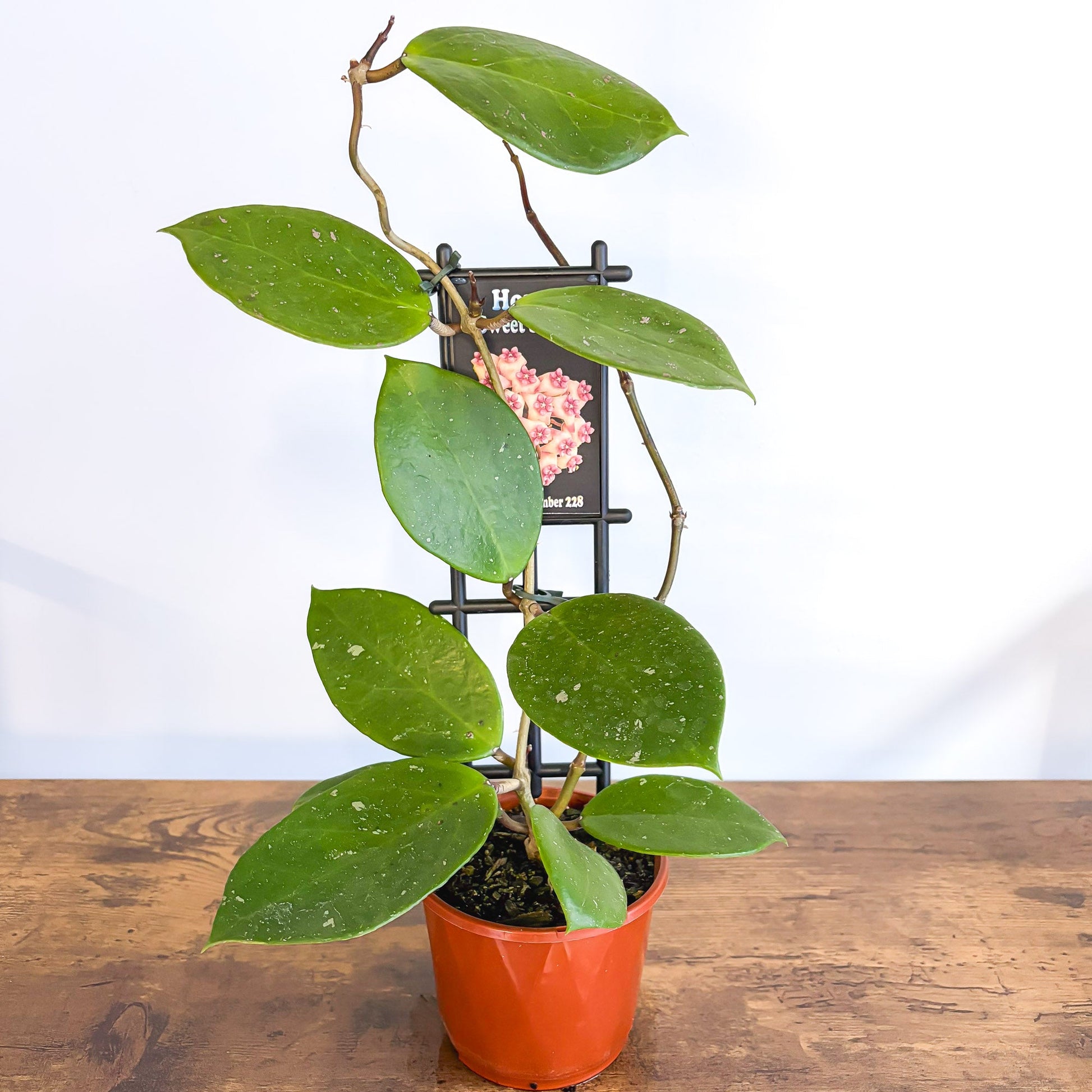 Hoya Sweet Scent | The Plant Boys