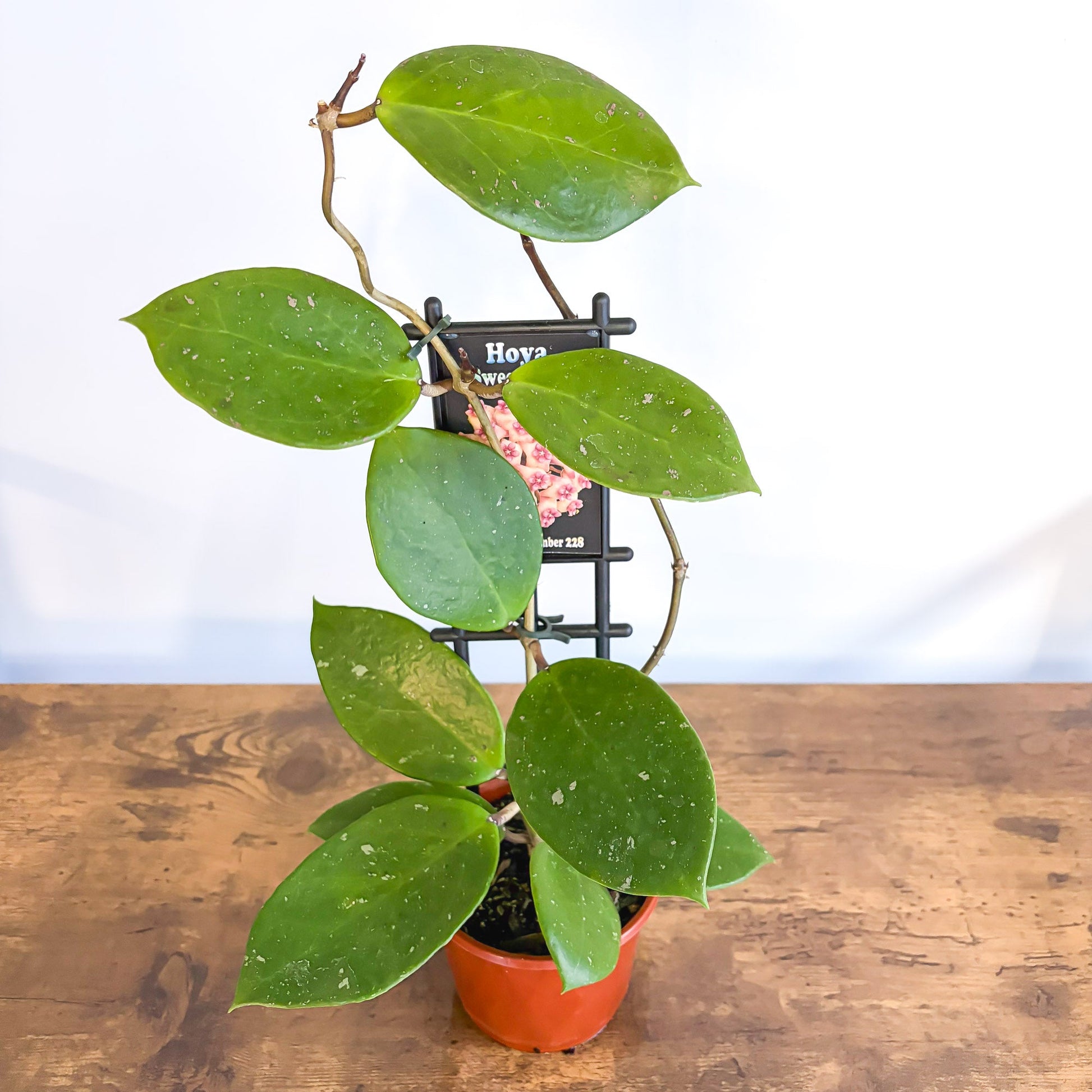 Hoya Sweet Scent | The Plant Boys