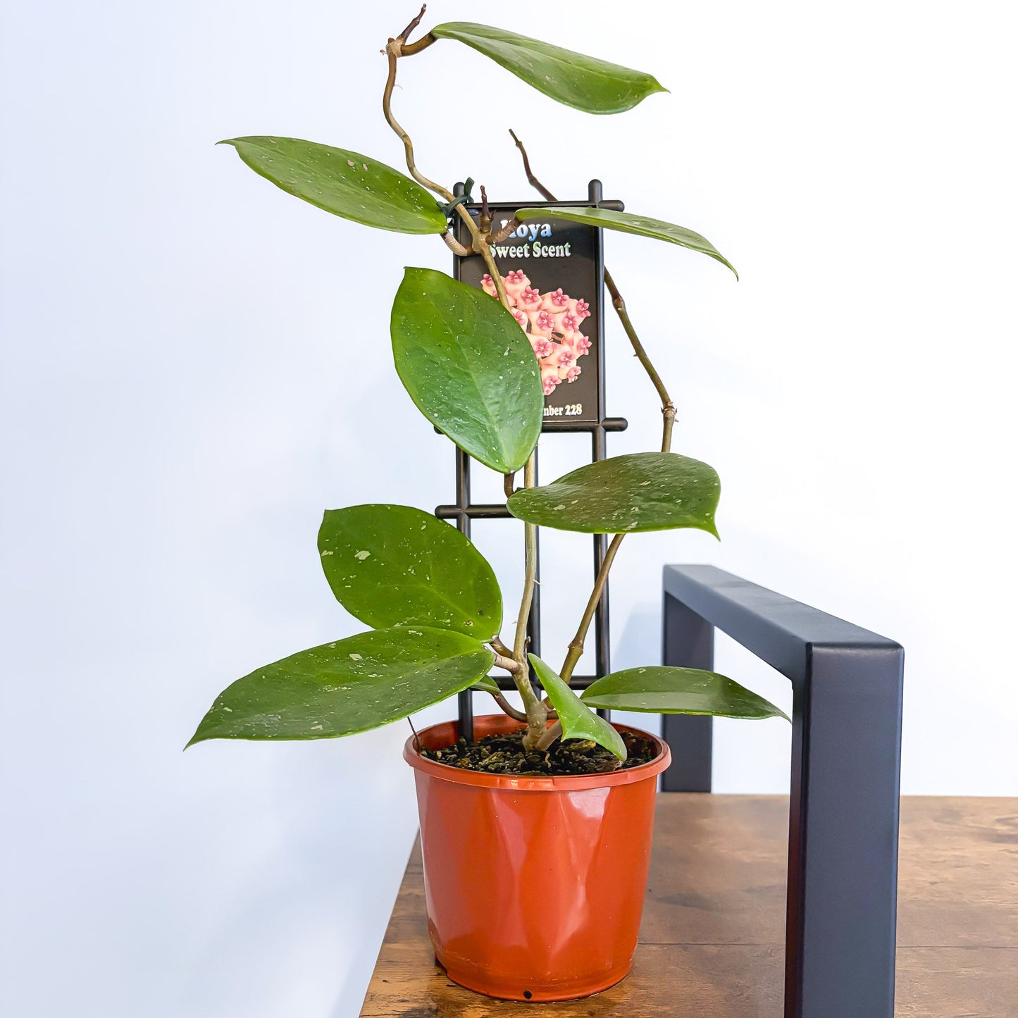 Hoya Sweet Scent | The Plant Boys
