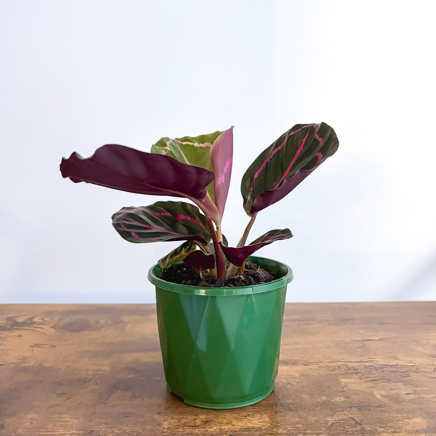 Calathea Dottie 100mm Pot | The Plant Boys