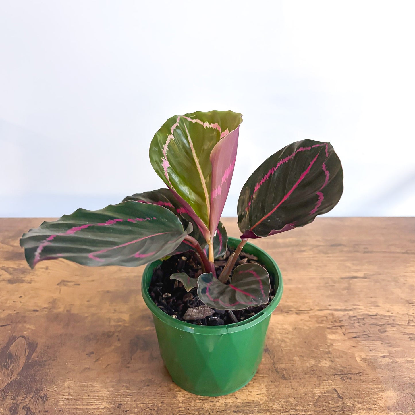 Calathea Dottie 100mm Pot | The Plant Boys