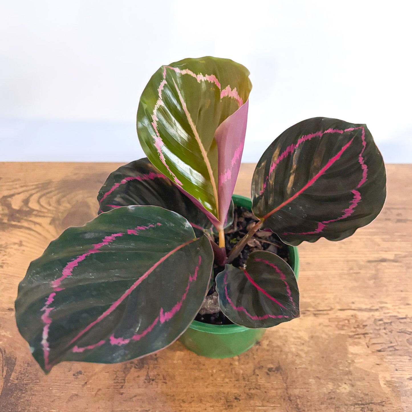 Calathea Dottie 100mm Pot | The Plant Boys