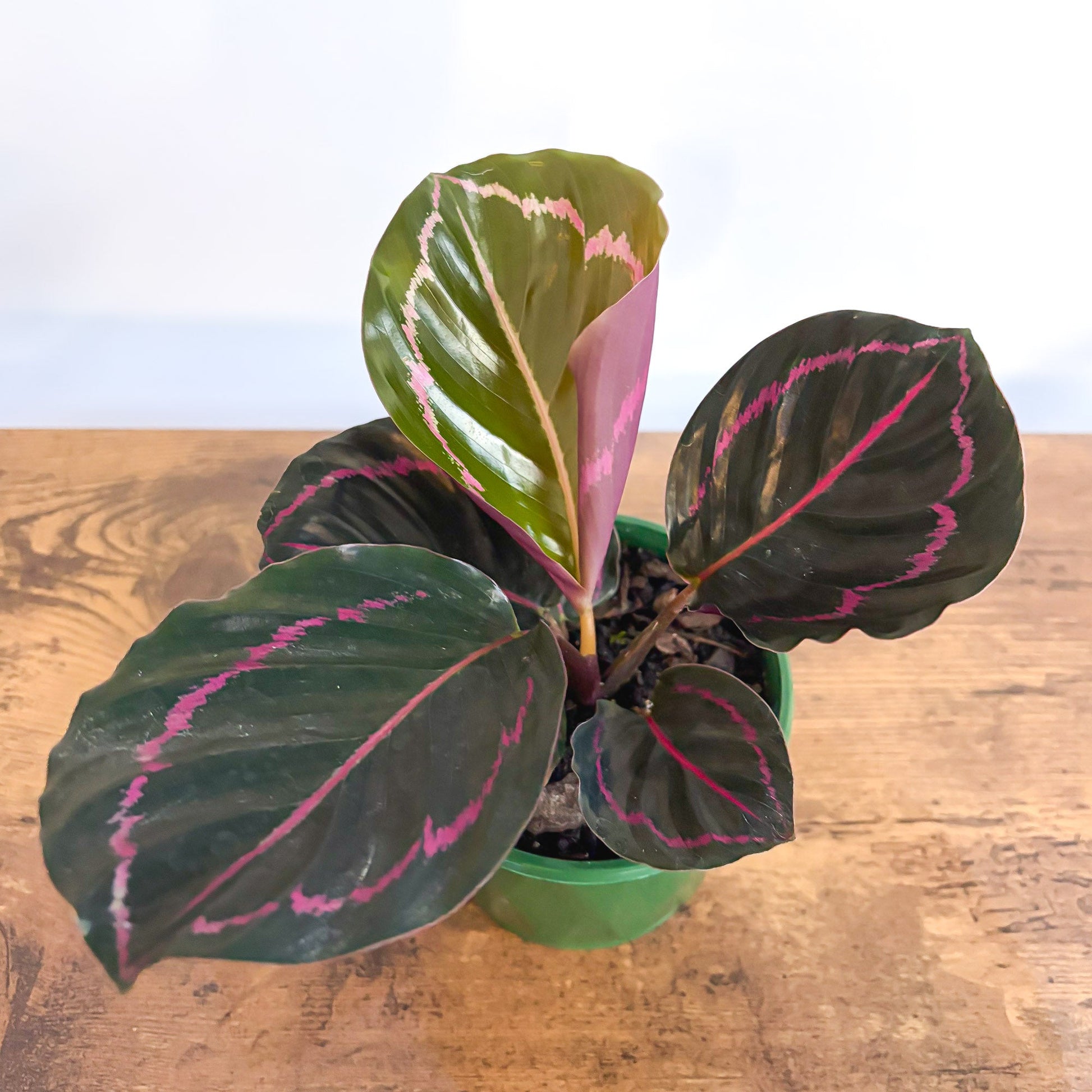 Calathea Dottie 100mm Pot | The Plant Boys