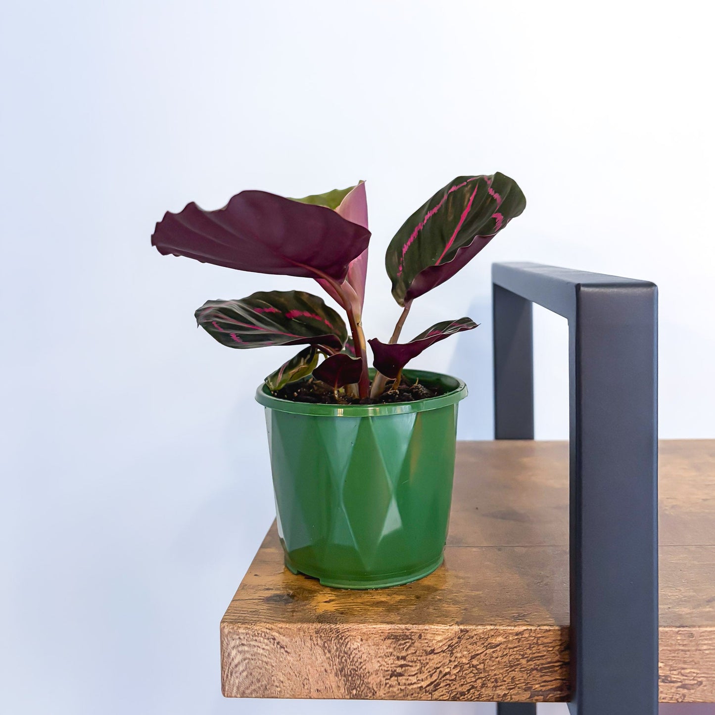 Calathea Dottie 100mm Pot | The Plant Boys