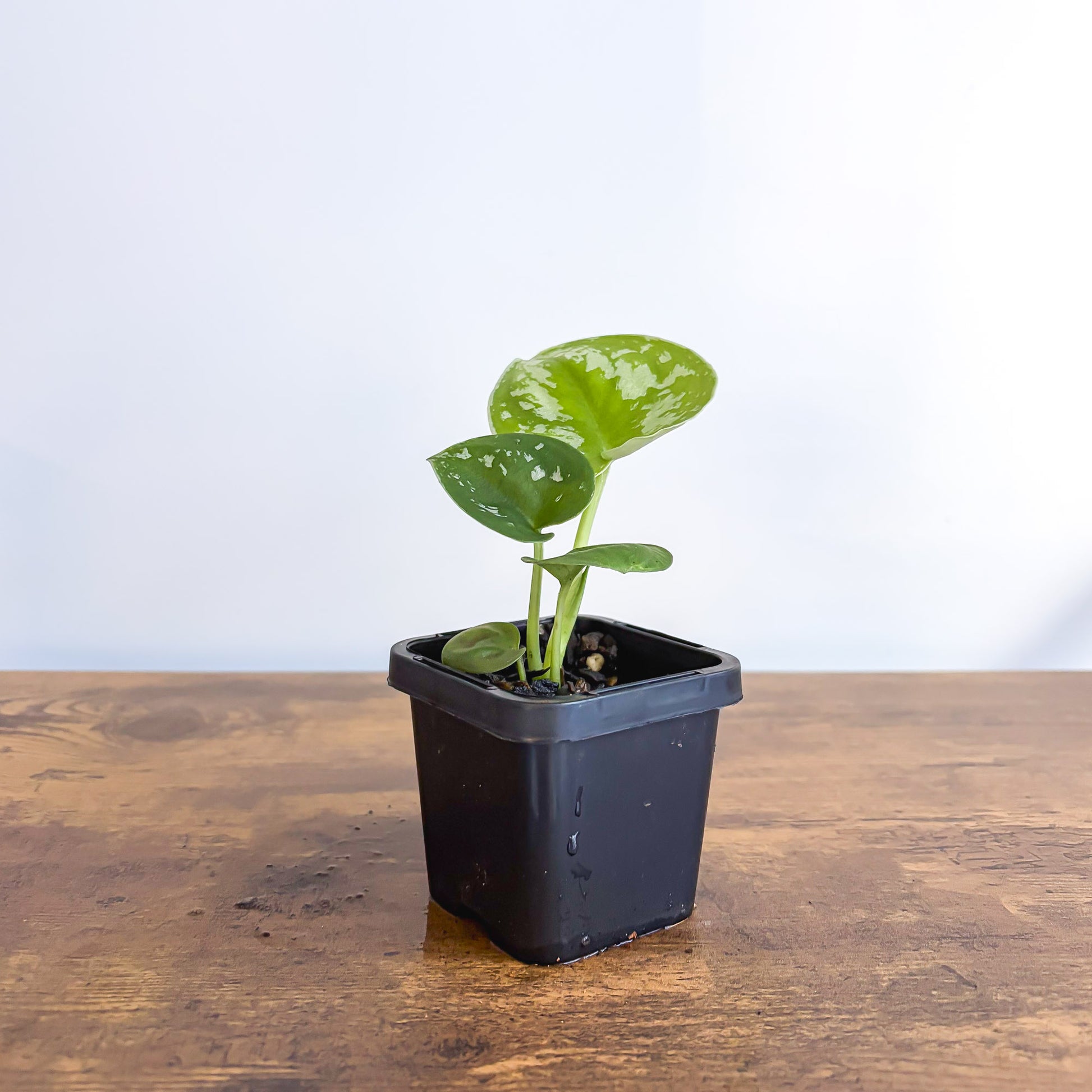 Scindapsus Exotica | The Plant Boys
