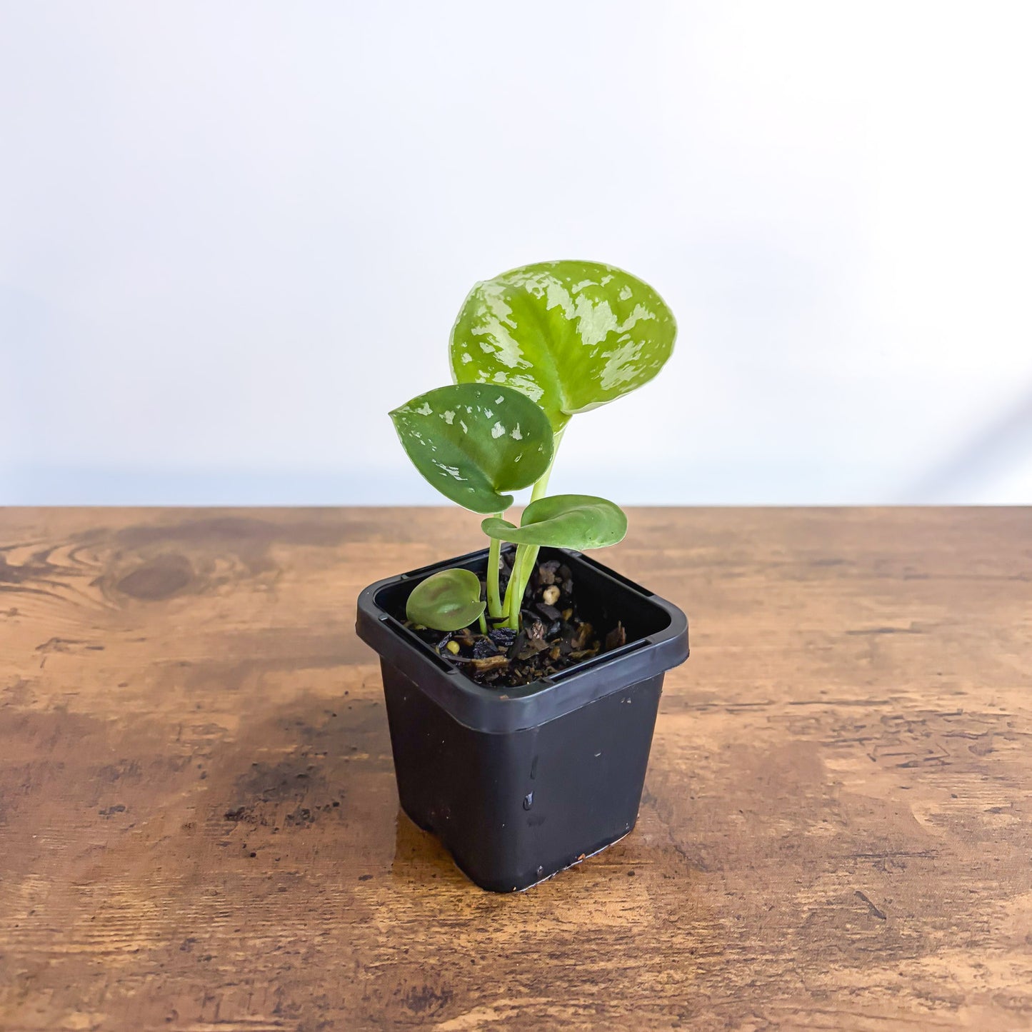 Scindapsus Exotica | The Plant Boys