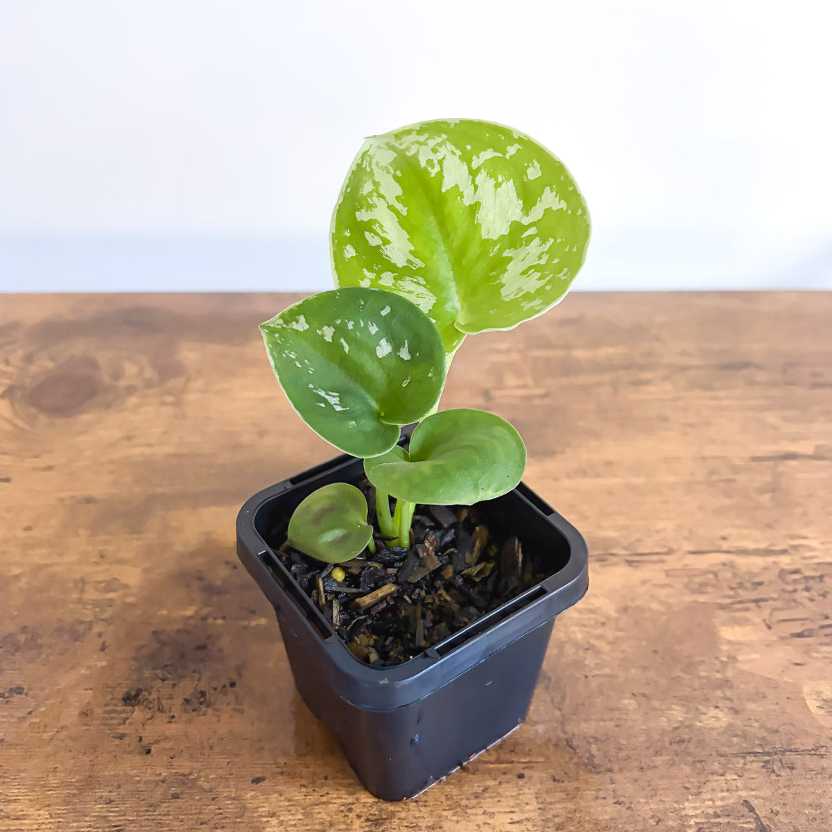 Scindapsus Exotica | The Plant Boys