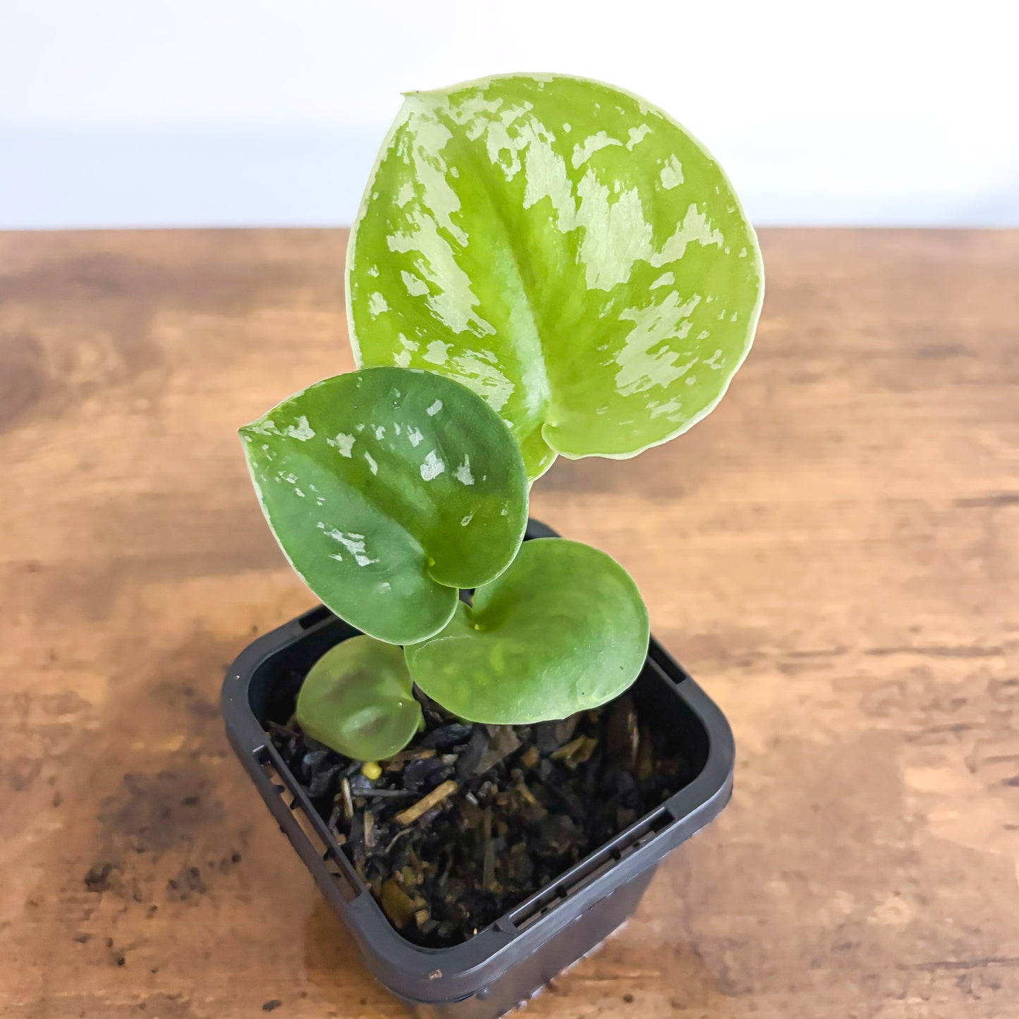 Scindapsus Exotica | The Plant Boys