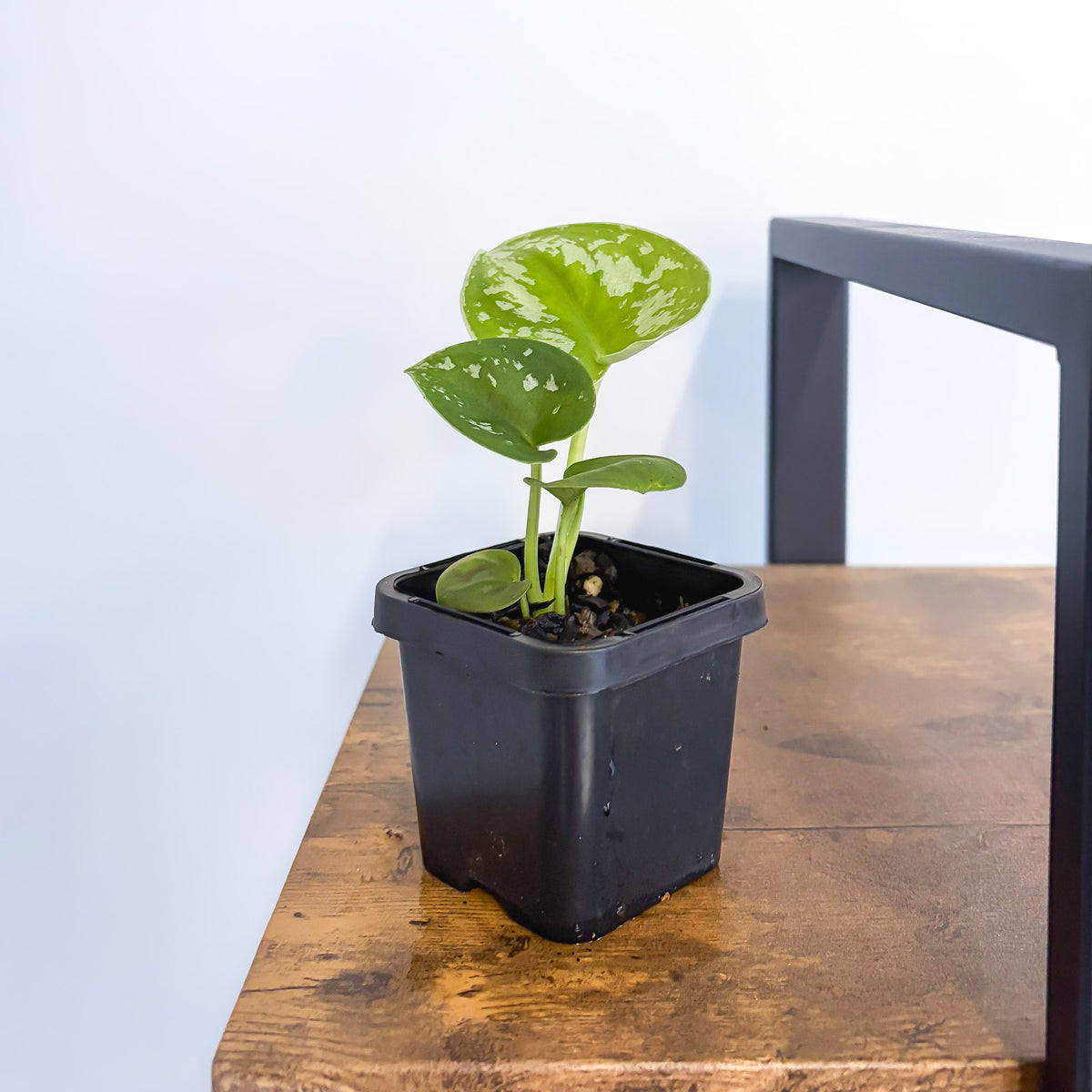 Scindapsus Exotica | The Plant Boys