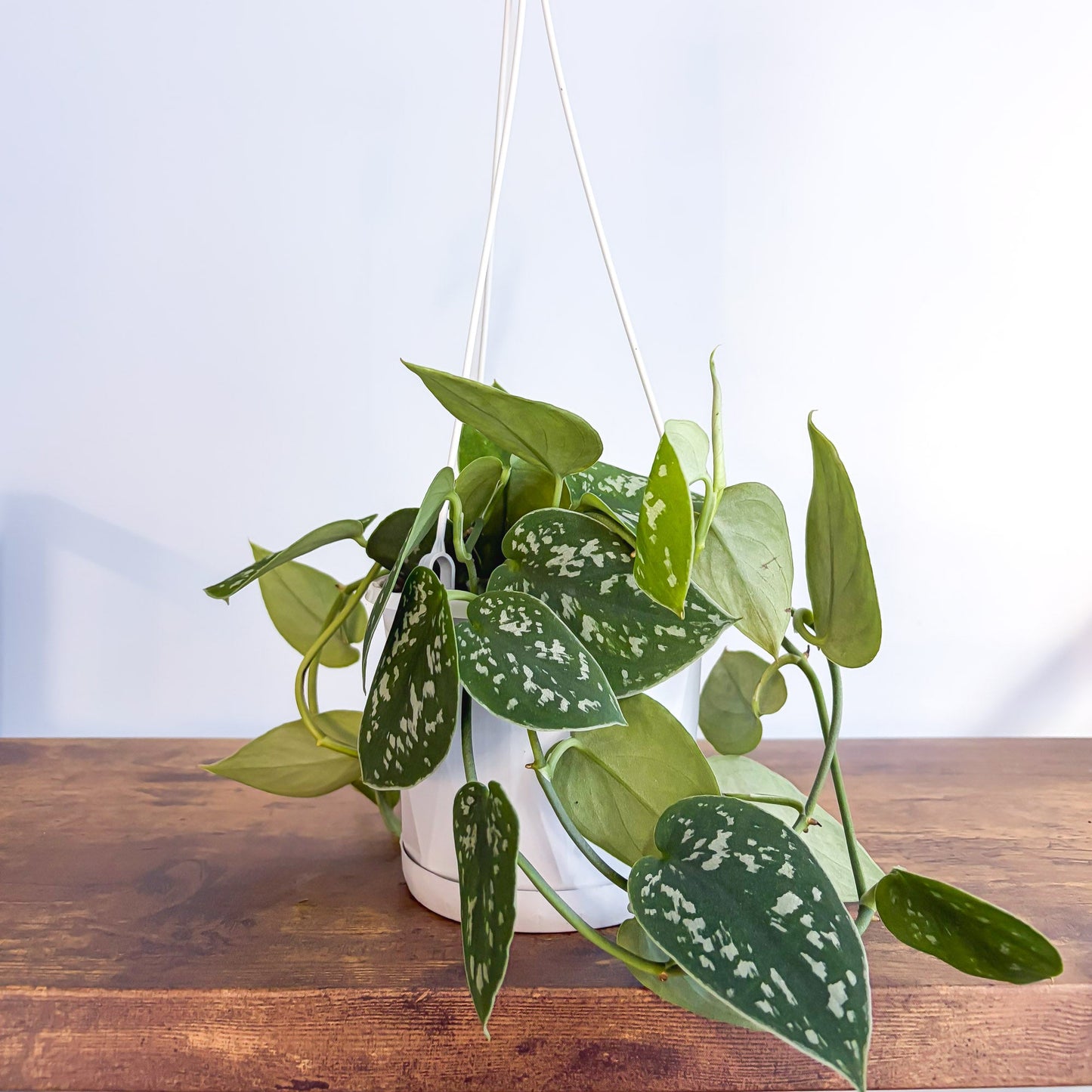 Scindapsus Silver Satin | The Plant Boys