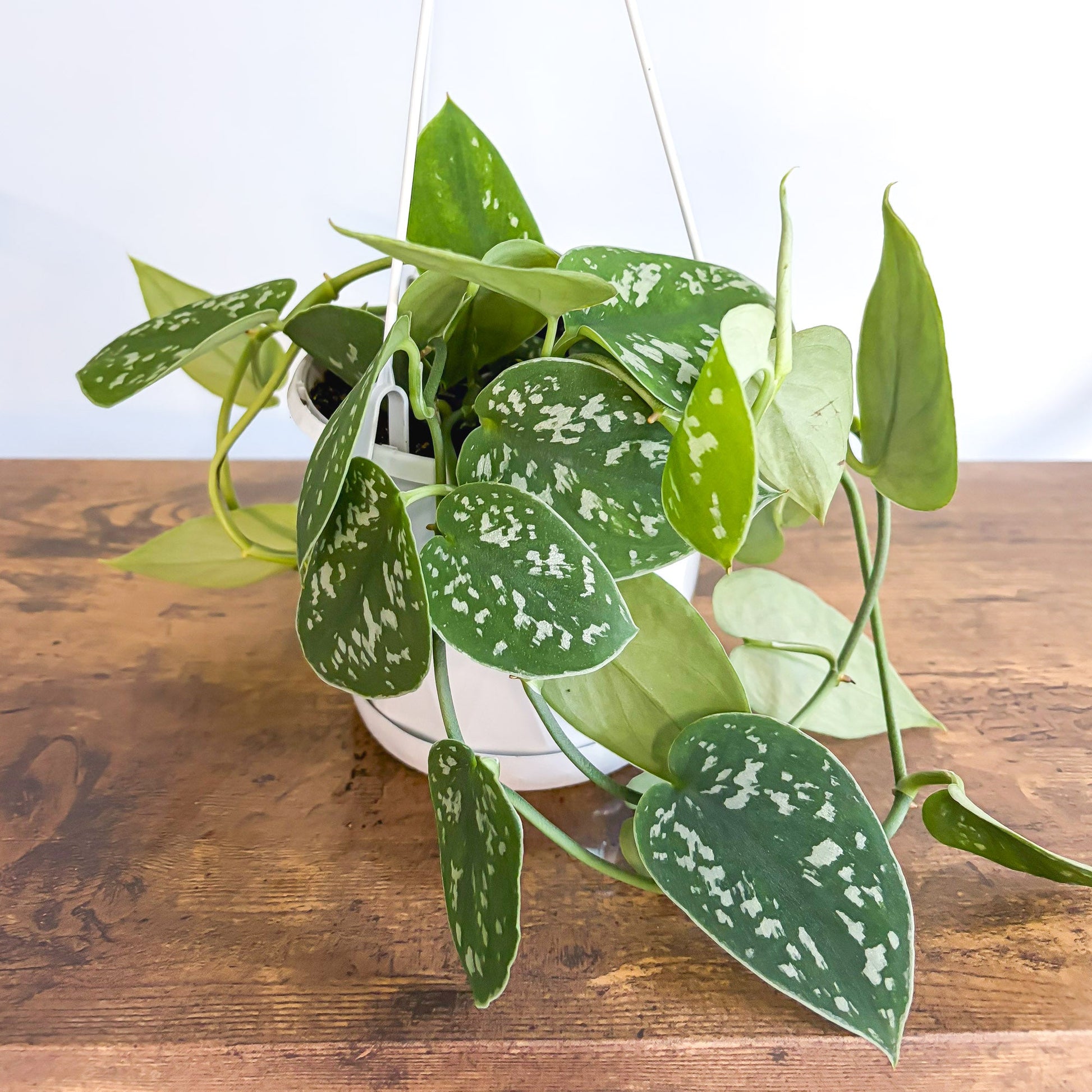 Scindapsus Silver Satin | The Plant Boys