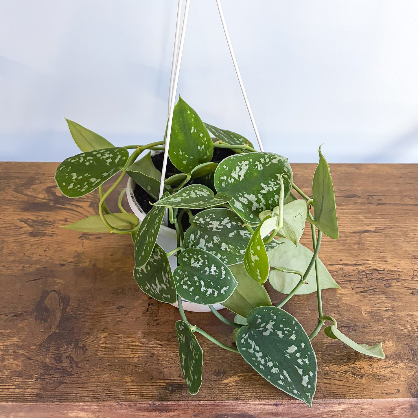 Scindapsus Silver Satin | The Plant Boys