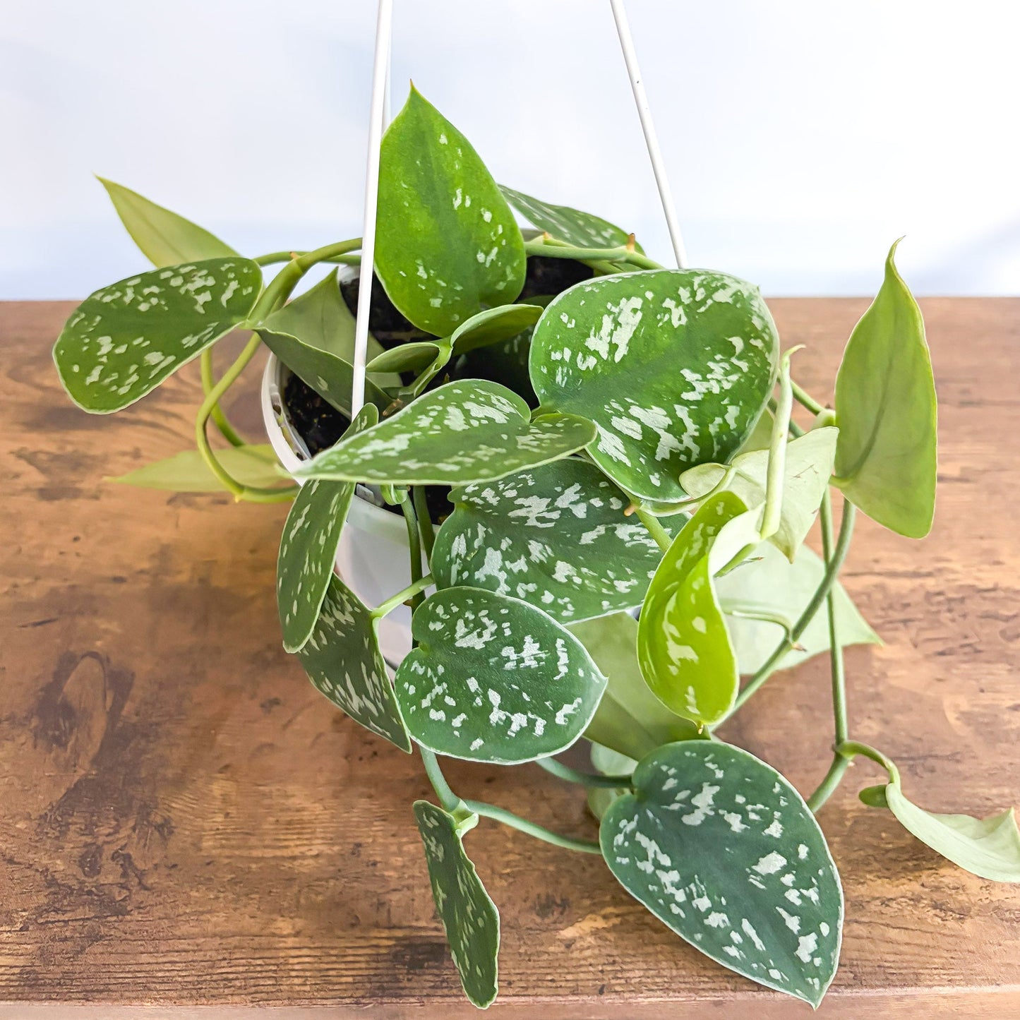 Scindapsus Silver Satin | The Plant Boys
