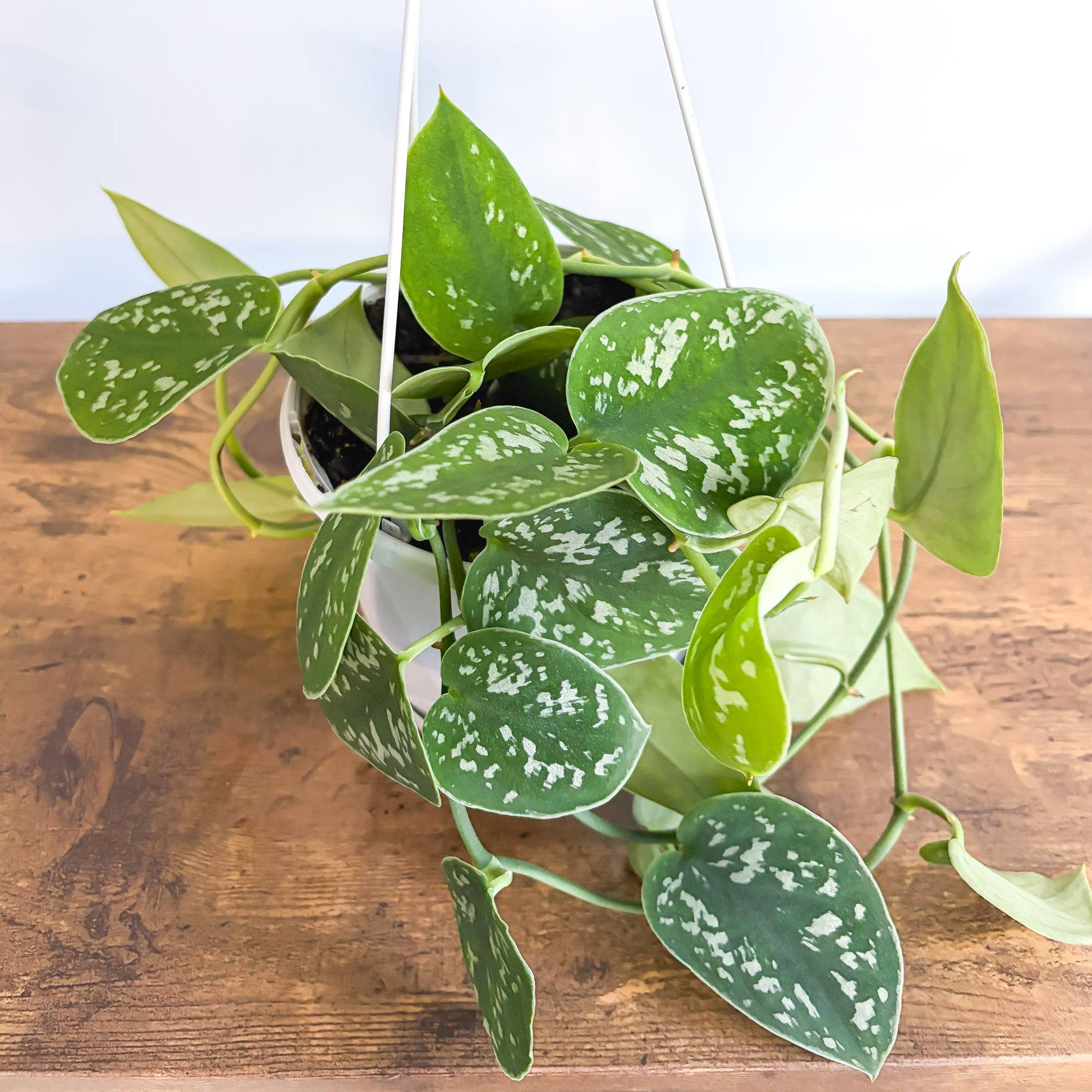 Scindapsus Silver Satin | The Plant Boys