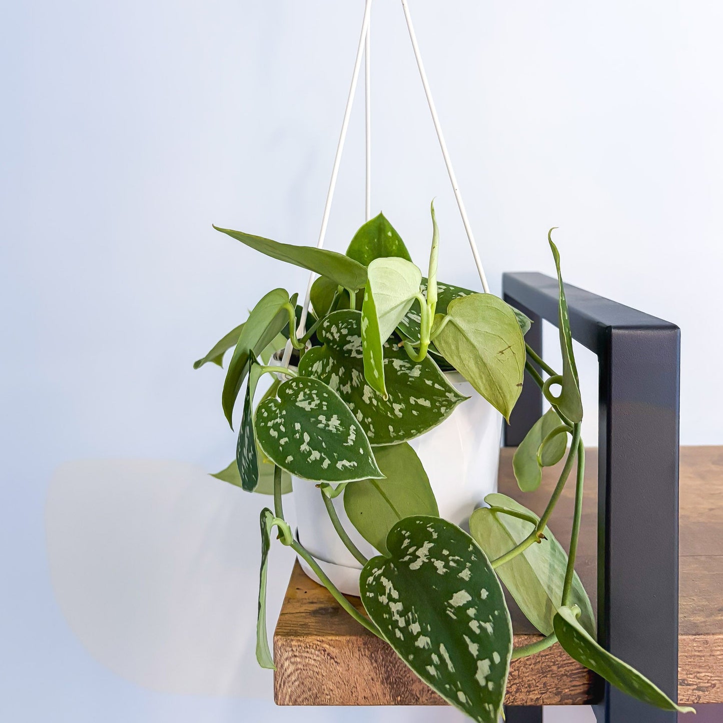 Scindapsus Silver Satin | The Plant Boys