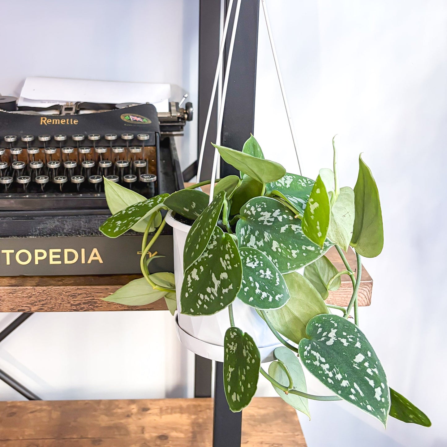 Scindapsus Silver Satin | The Plant Boys