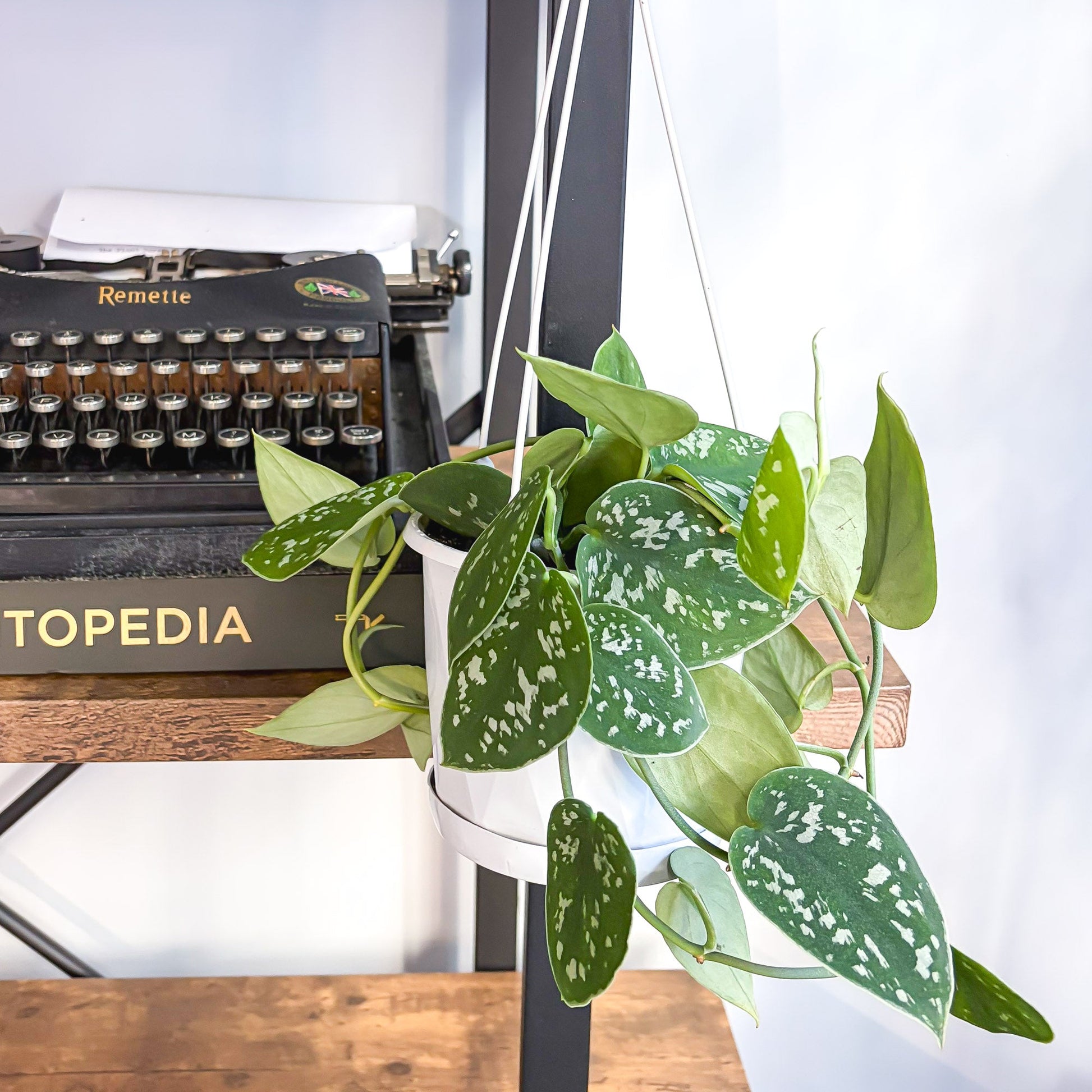 Scindapsus Silver Satin | The Plant Boys