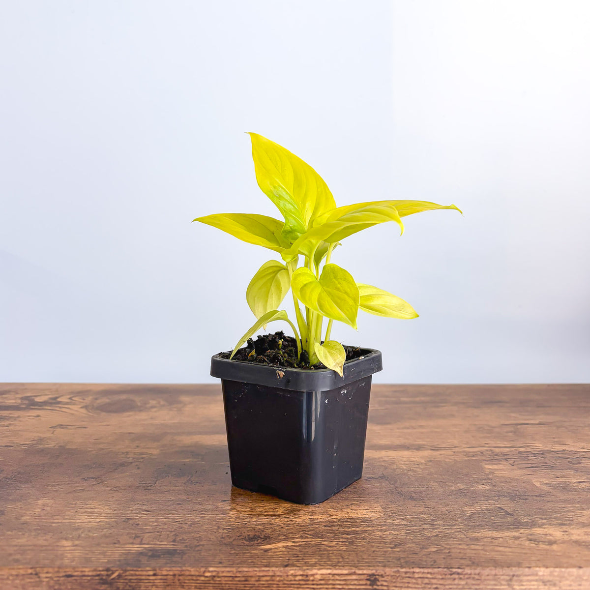 Homalomena Golden Hibiscus | The Plant Boys