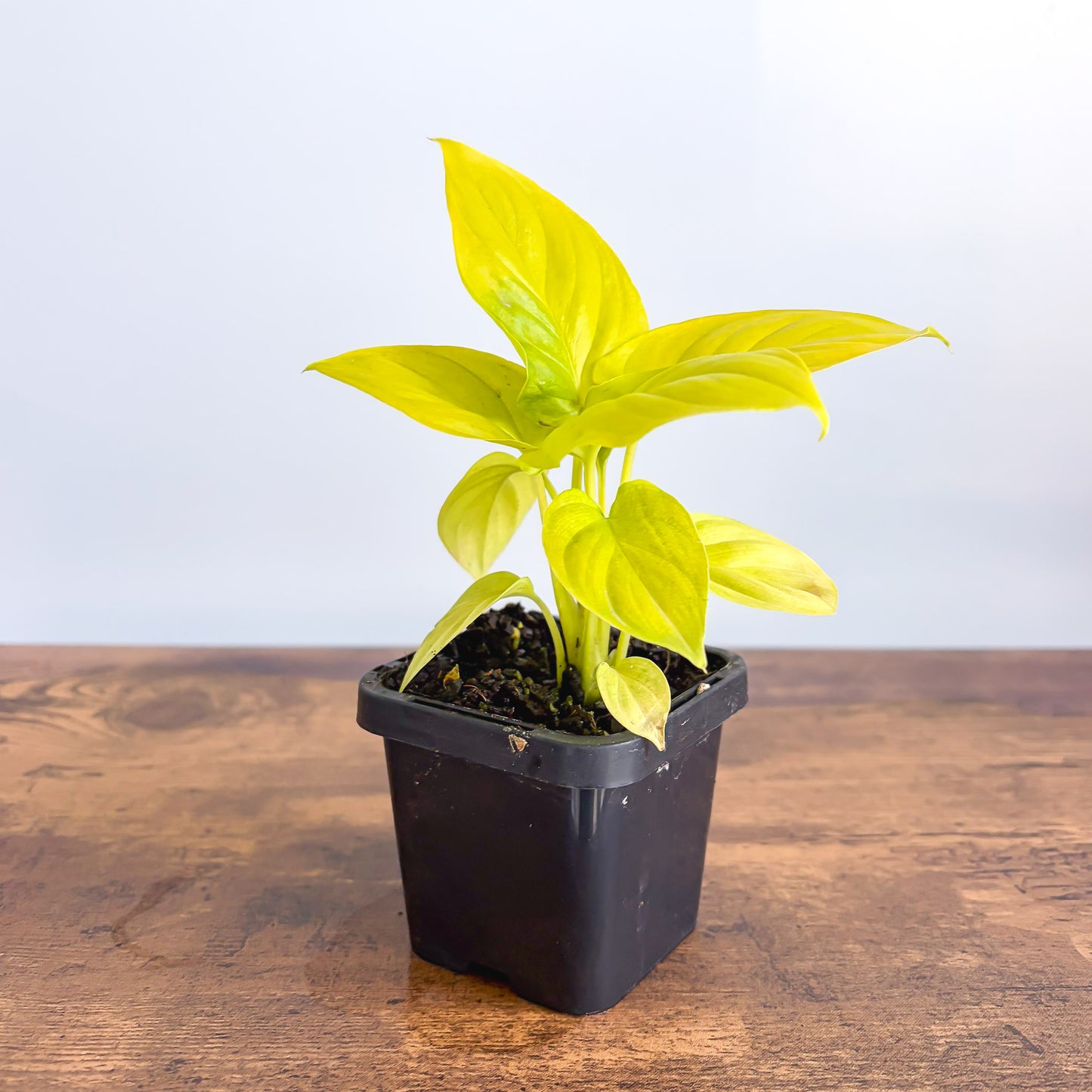 Homalomena Golden Hibiscus | The Plant Boys