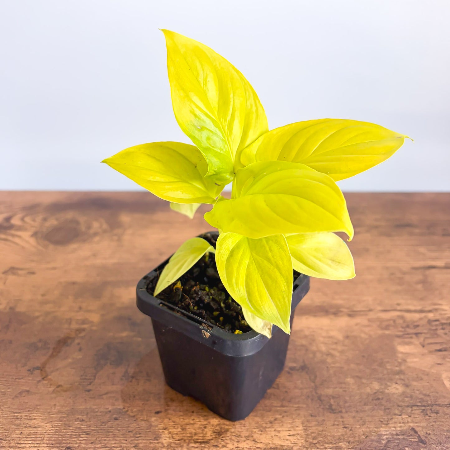 Homalomena Golden Hibiscus | The Plant Boys
