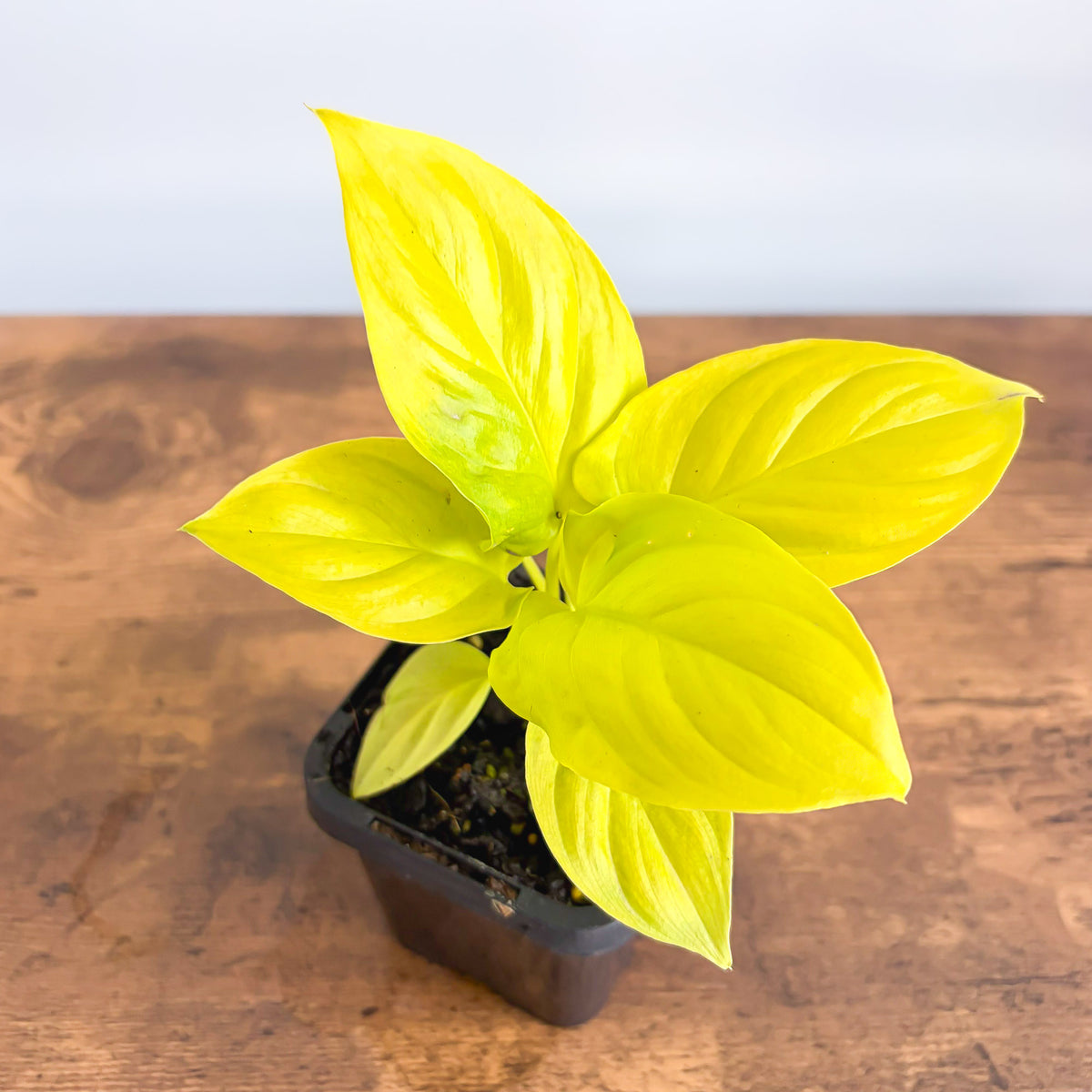Homalomena Golden Hibiscus | The Plant Boys