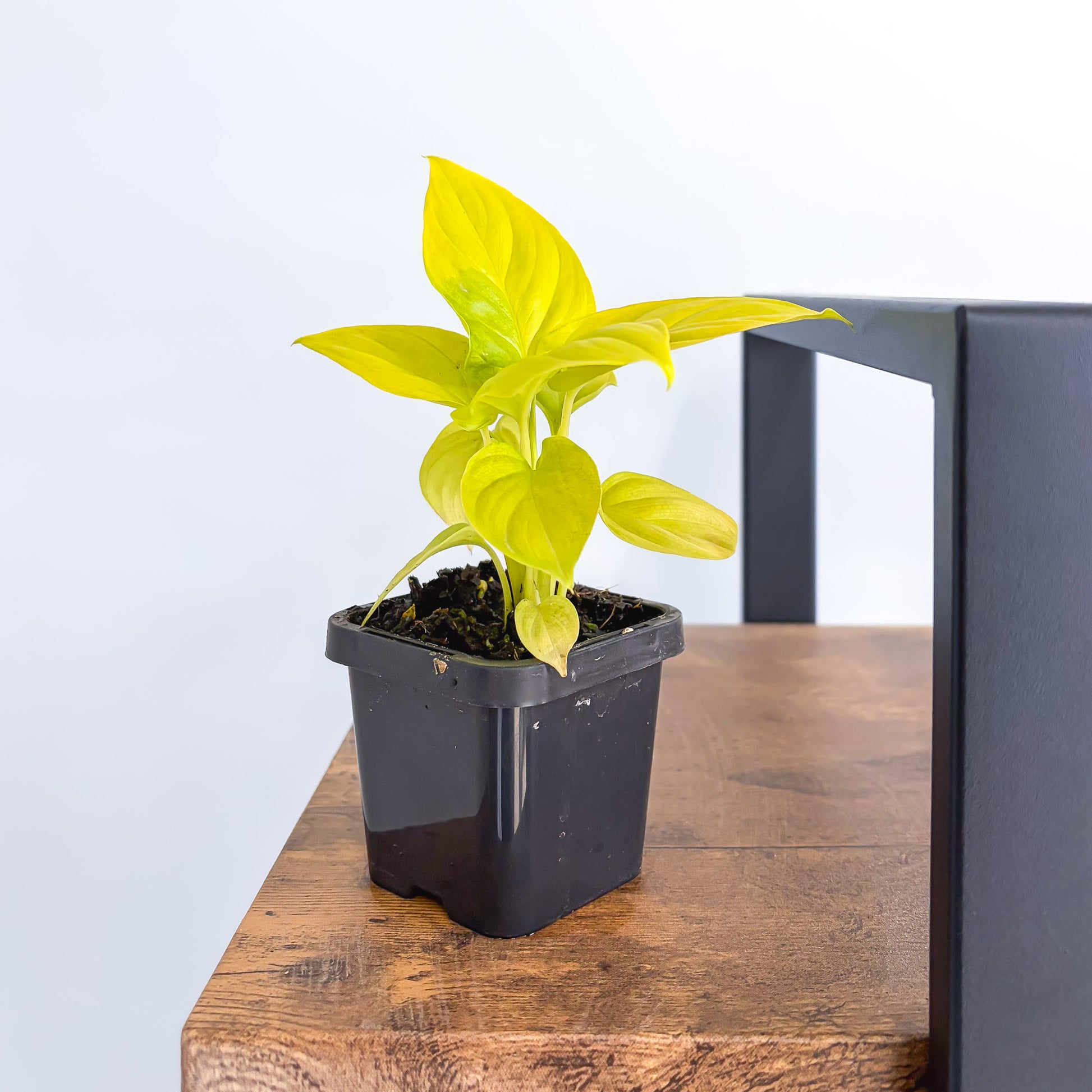Homalomena Golden Hibiscus | The Plant Boys