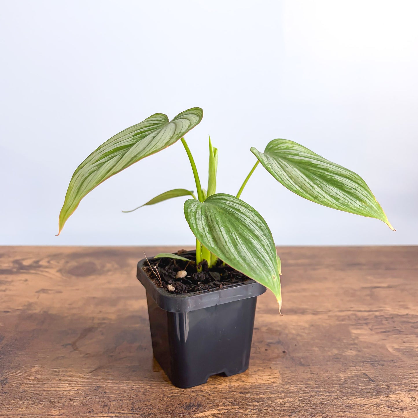 Philodendron Silver Cloud | The Plant Boys