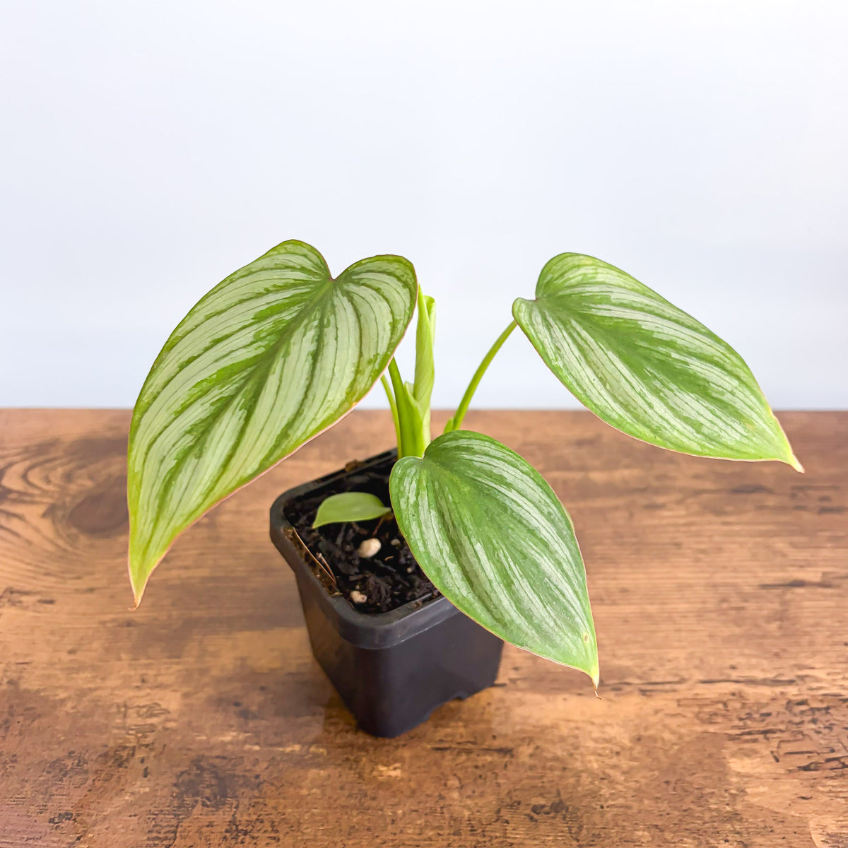 Philodendron Silver Cloud | The Plant Boys