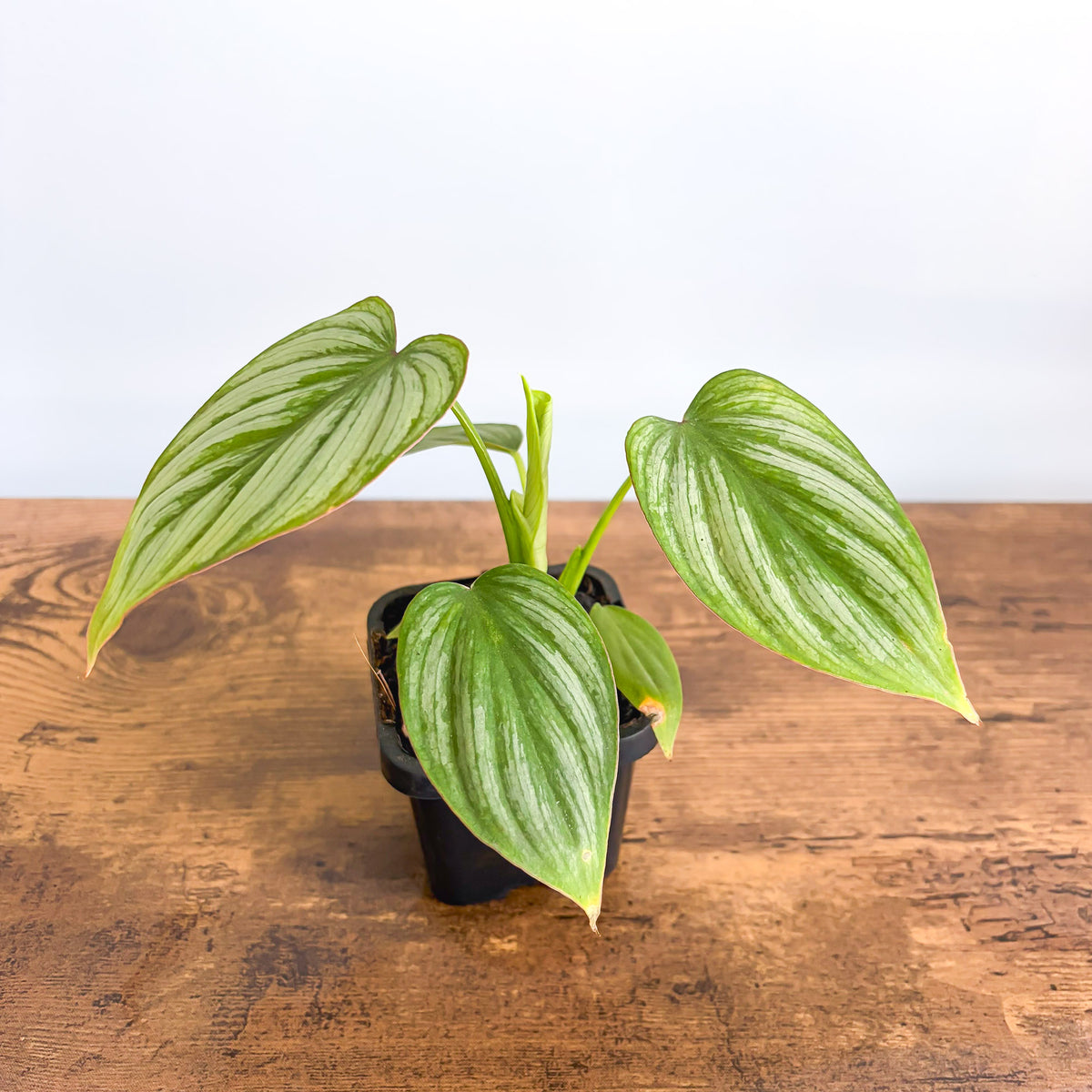 Philodendron Silver Cloud | The Plant Boys