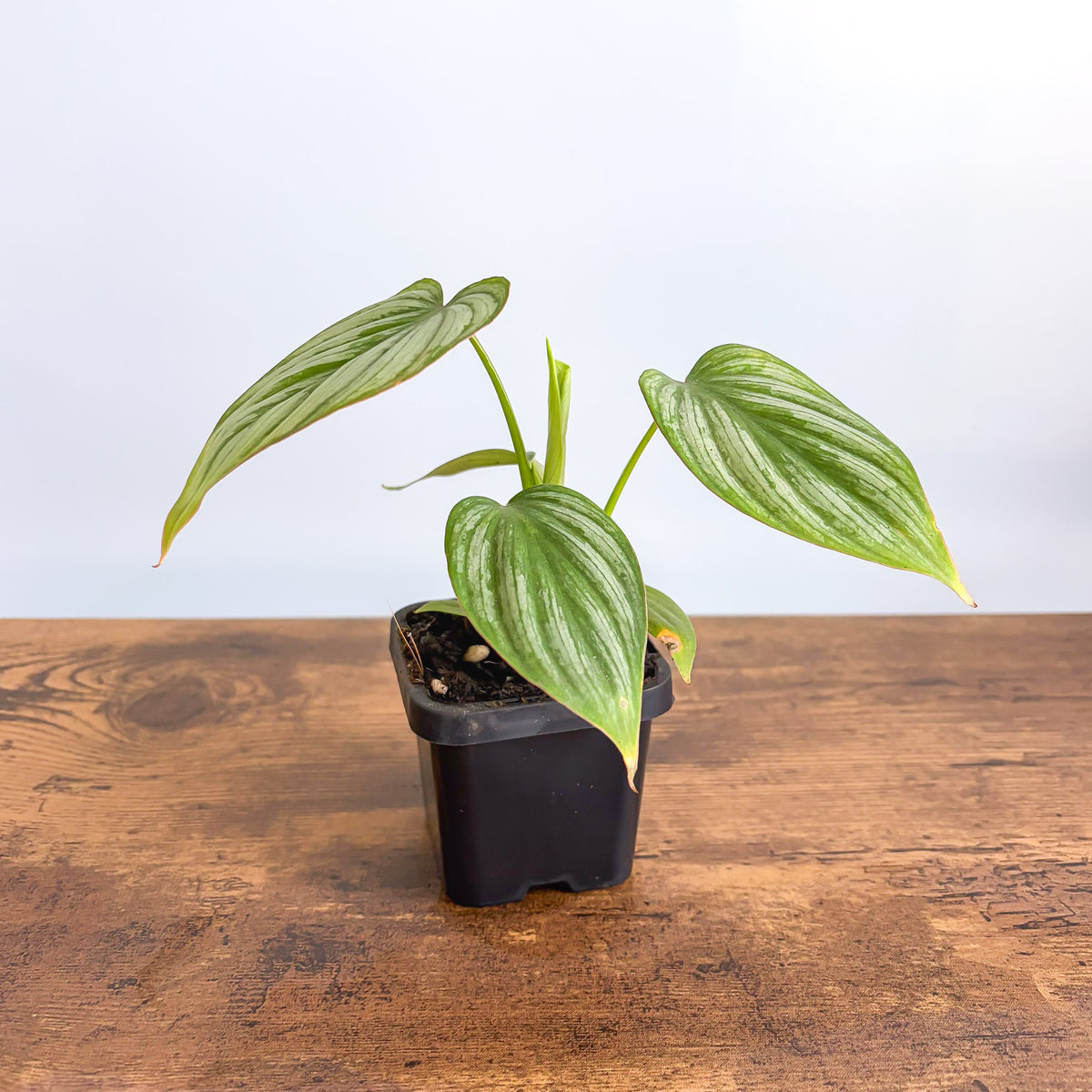 Philodendron Silver Cloud | The Plant Boys