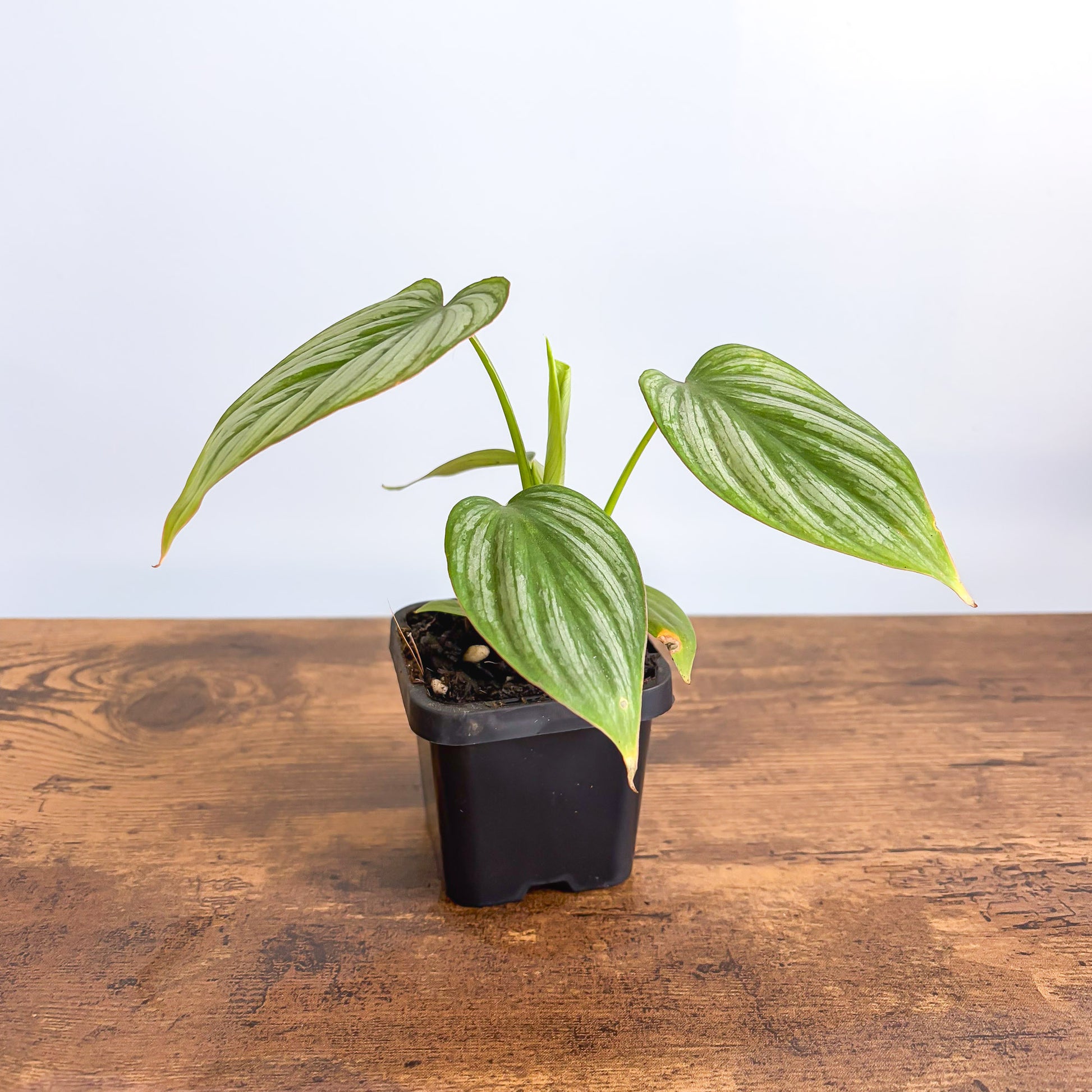 Philodendron Silver Cloud | The Plant Boys