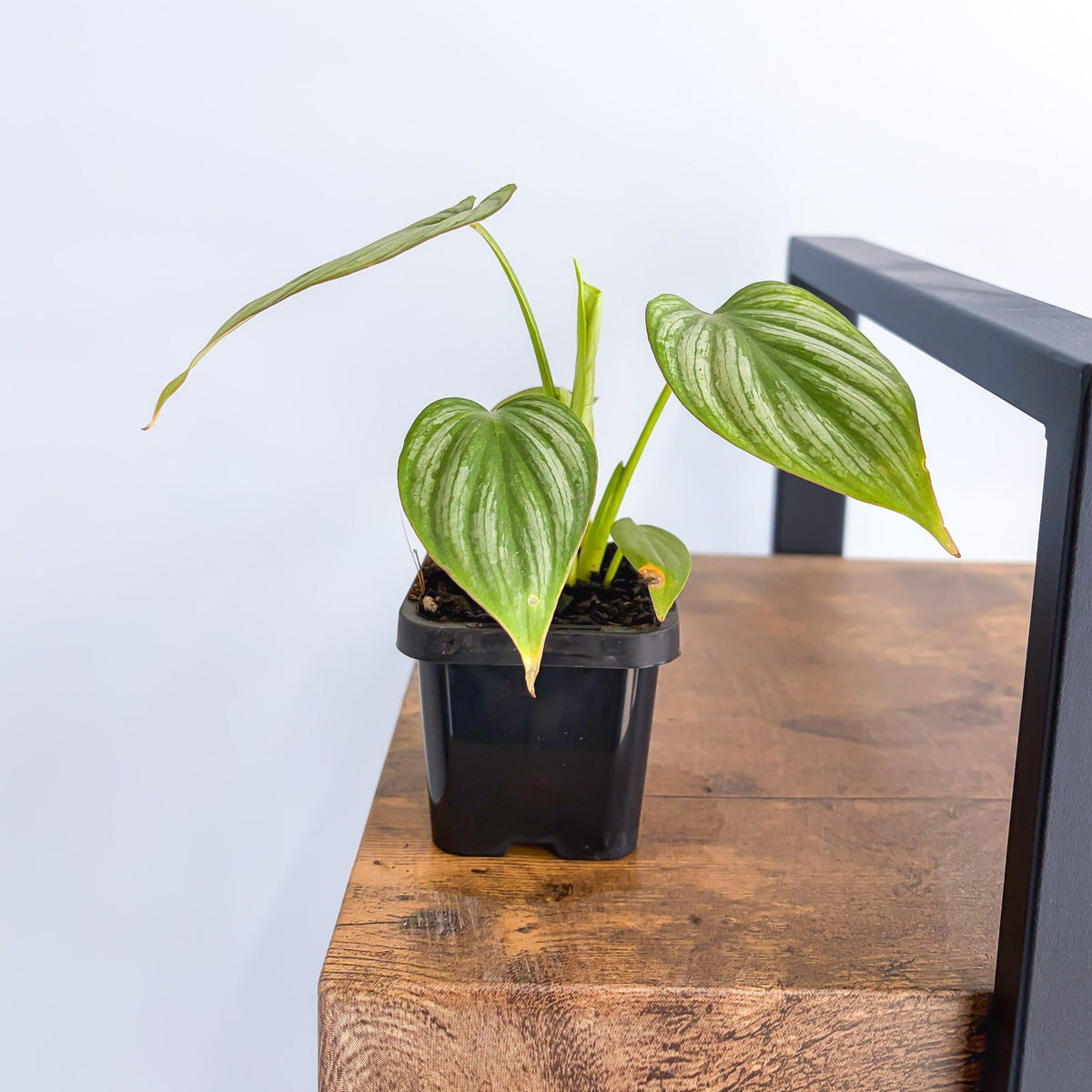 Philodendron Silver Cloud | The Plant Boys