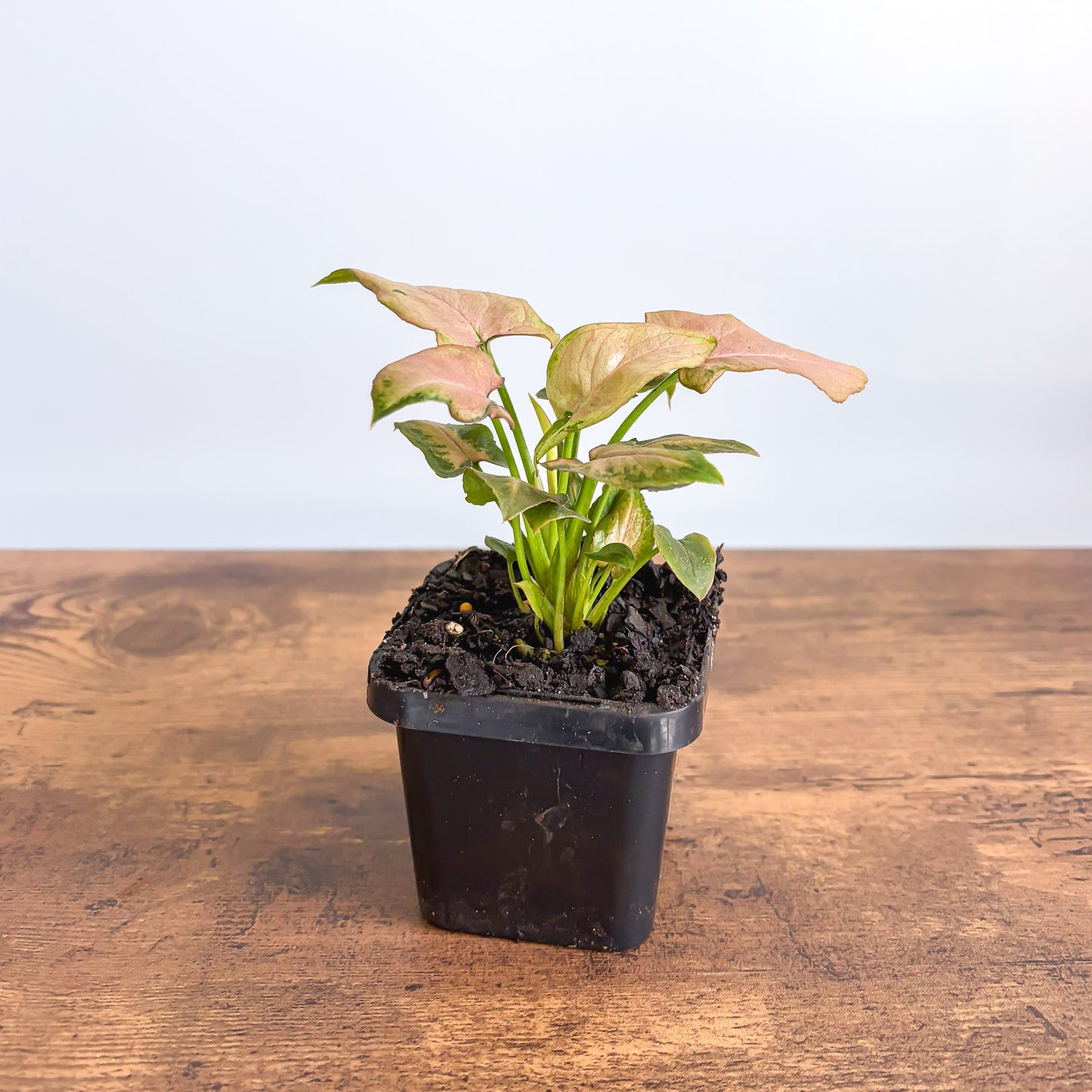 Syngonium Strawberry Milkshake | The Plant Boys