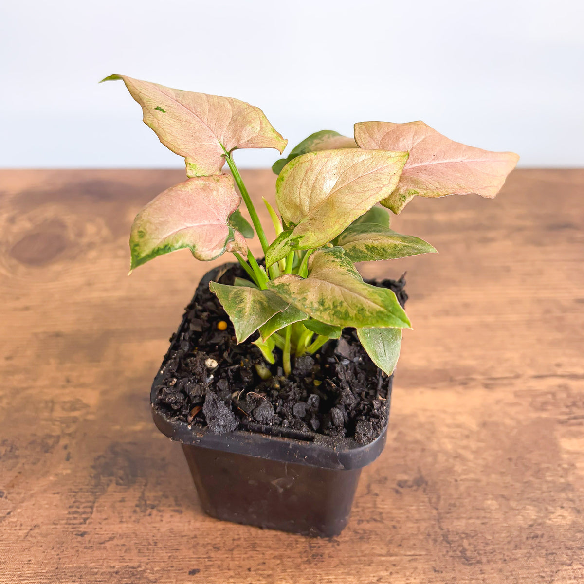 Syngonium Strawberry Milkshake | The Plant Boys