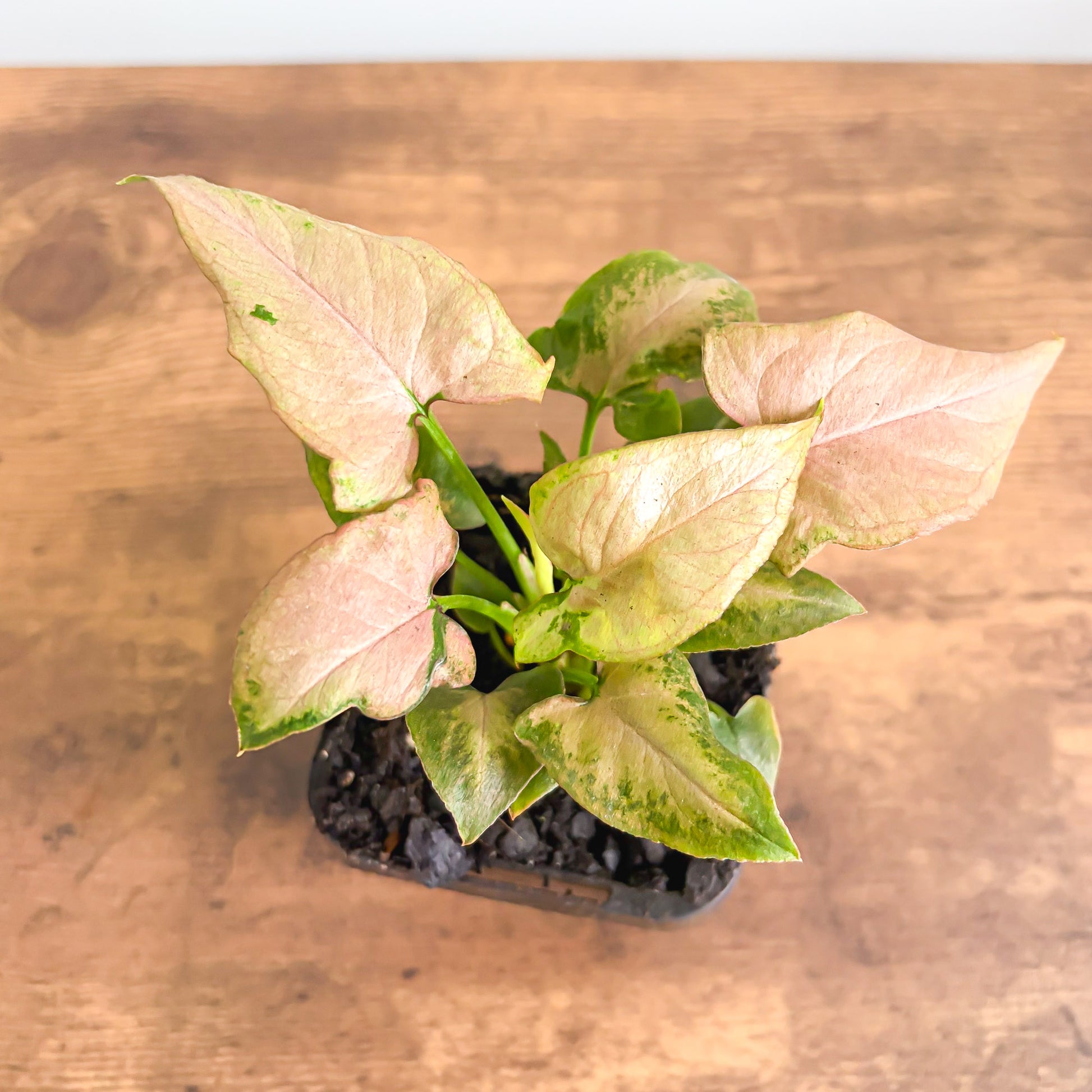 Syngonium Strawberry Milkshake | The Plant Boys