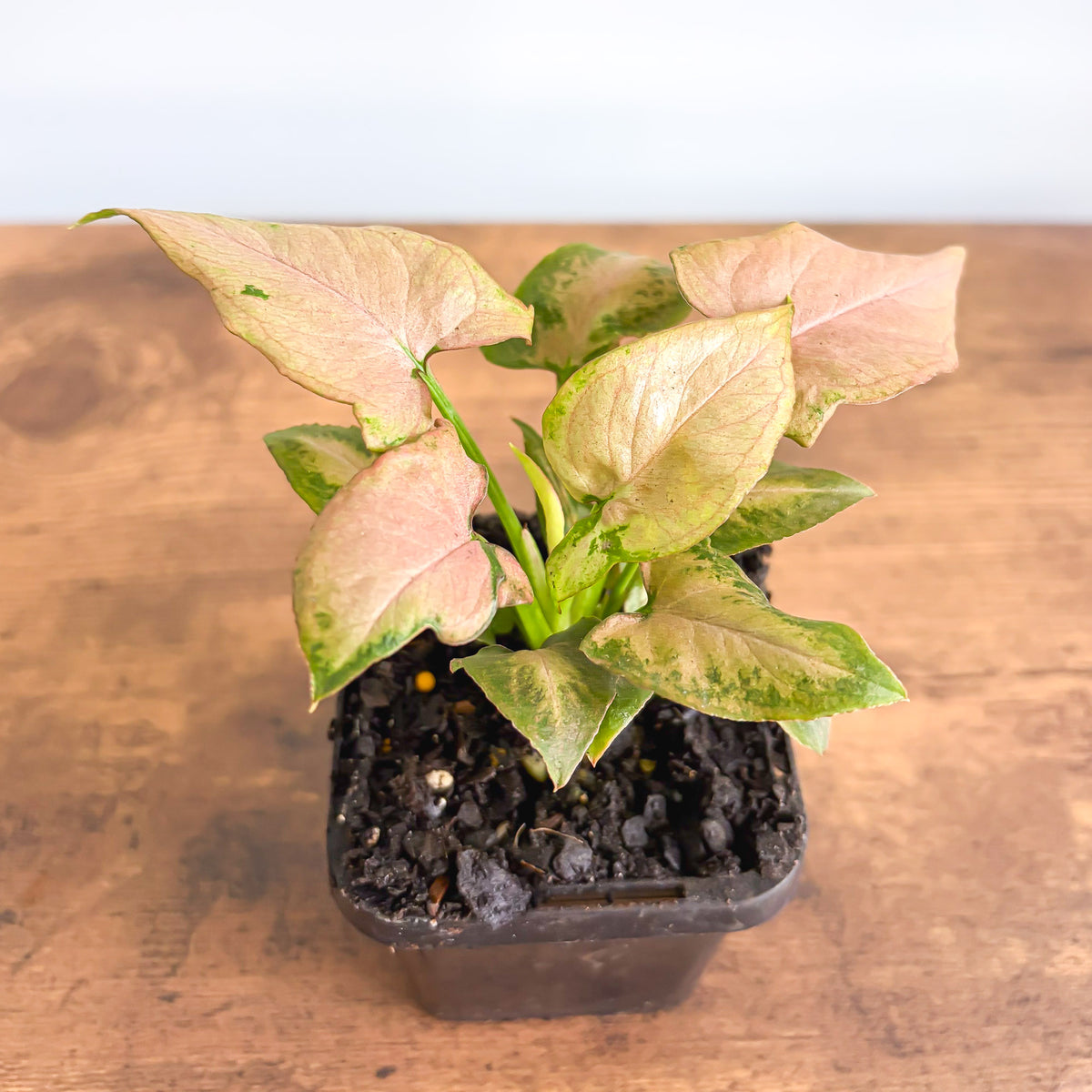 Syngonium Strawberry Milkshake | The Plant Boys
