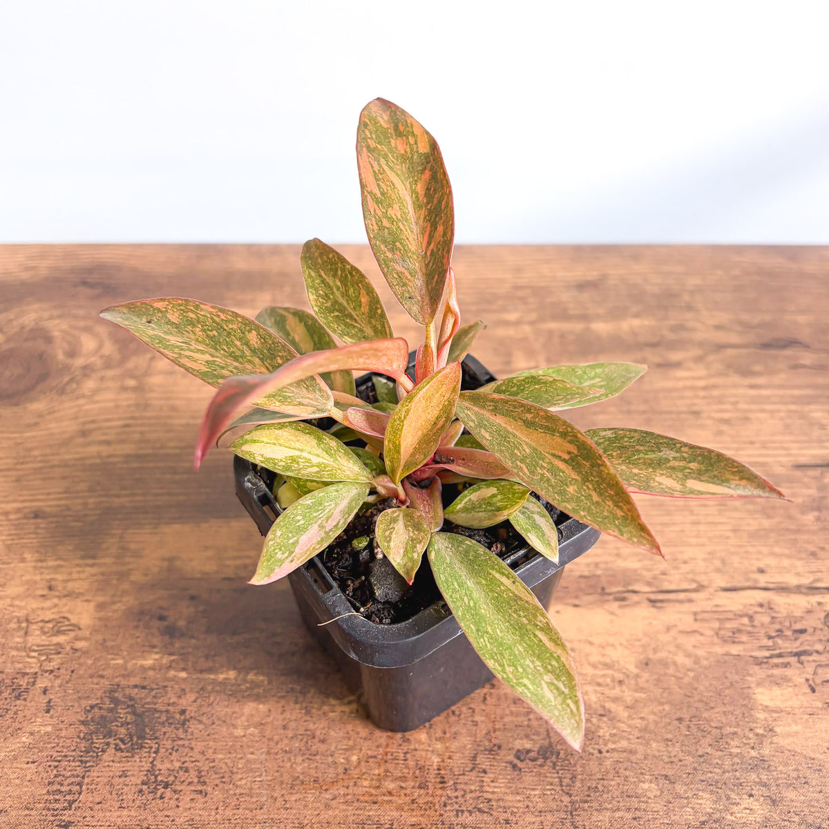 Philodendron Orange Princess | The Plant Boys