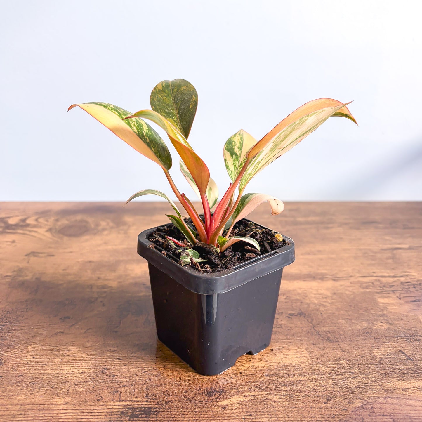Philodendron Rojo Congo Variegata | The Plant Boys