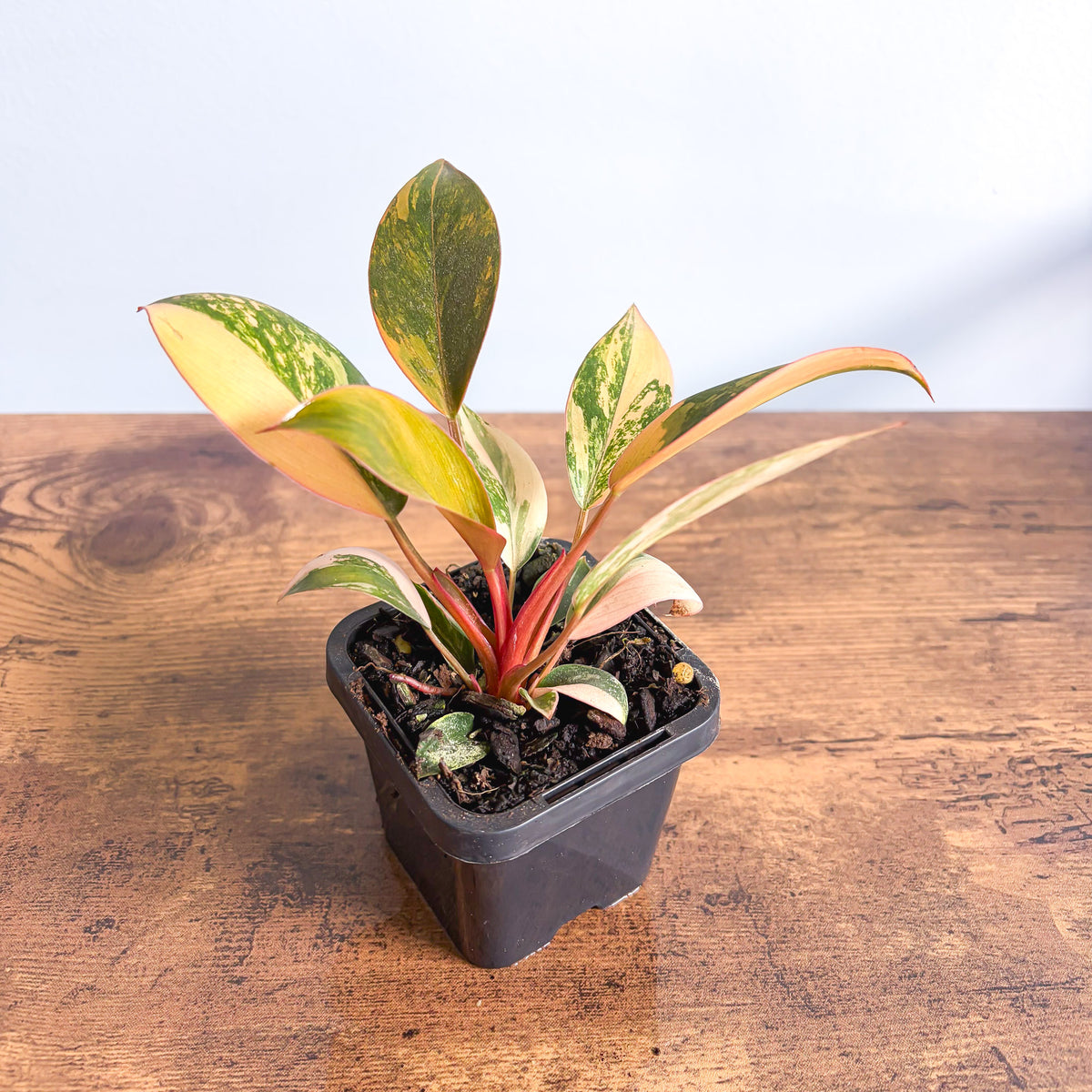 Philodendron Rojo Congo Variegata | The Plant Boys