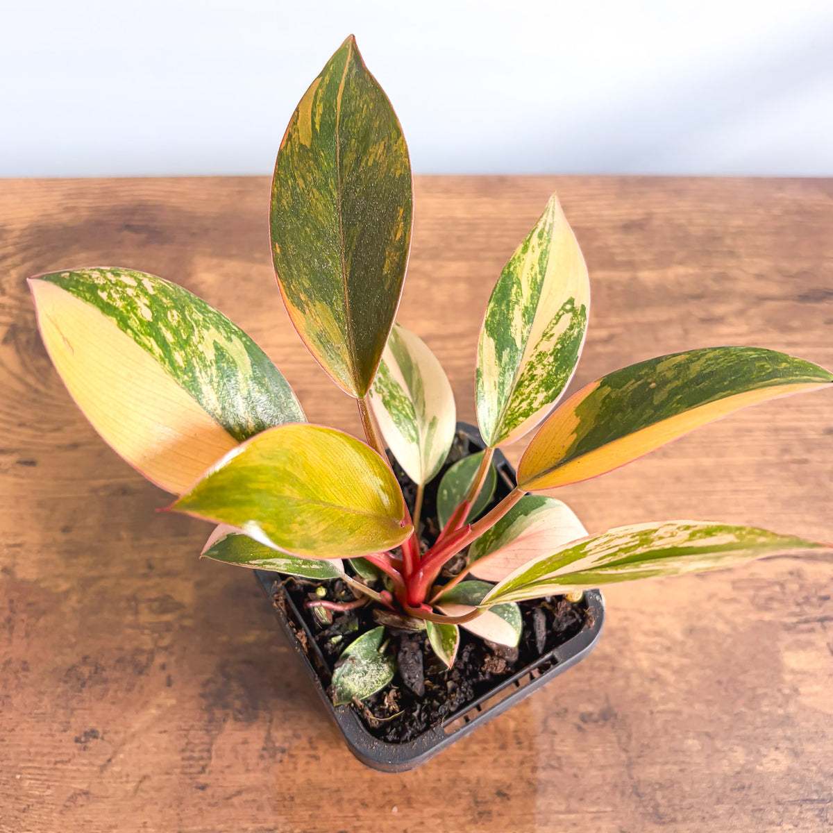Philodendron Rojo Congo Variegata | The Plant Boys
