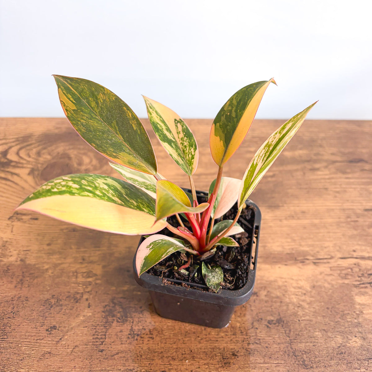 Philodendron Rojo Congo Variegata | The Plant Boys