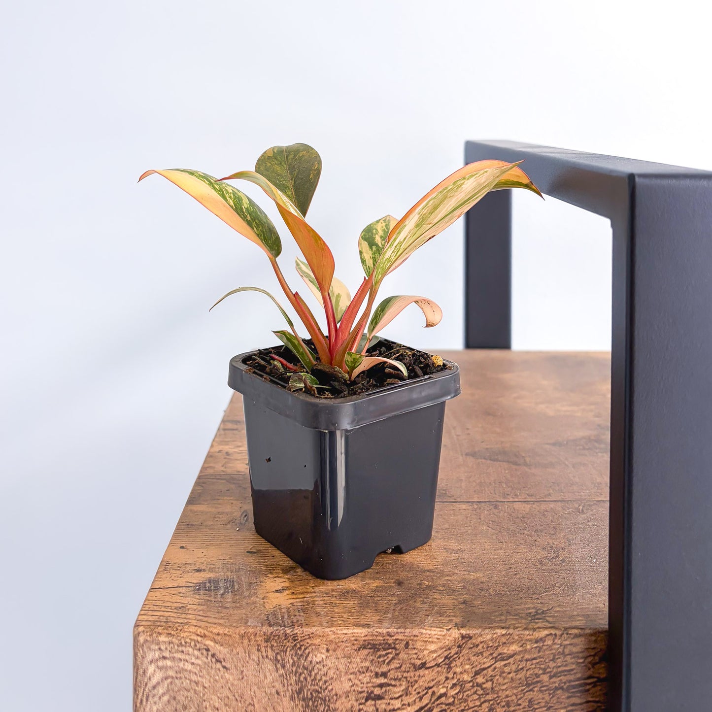 Philodendron Rojo Congo Variegata | The Plant Boys