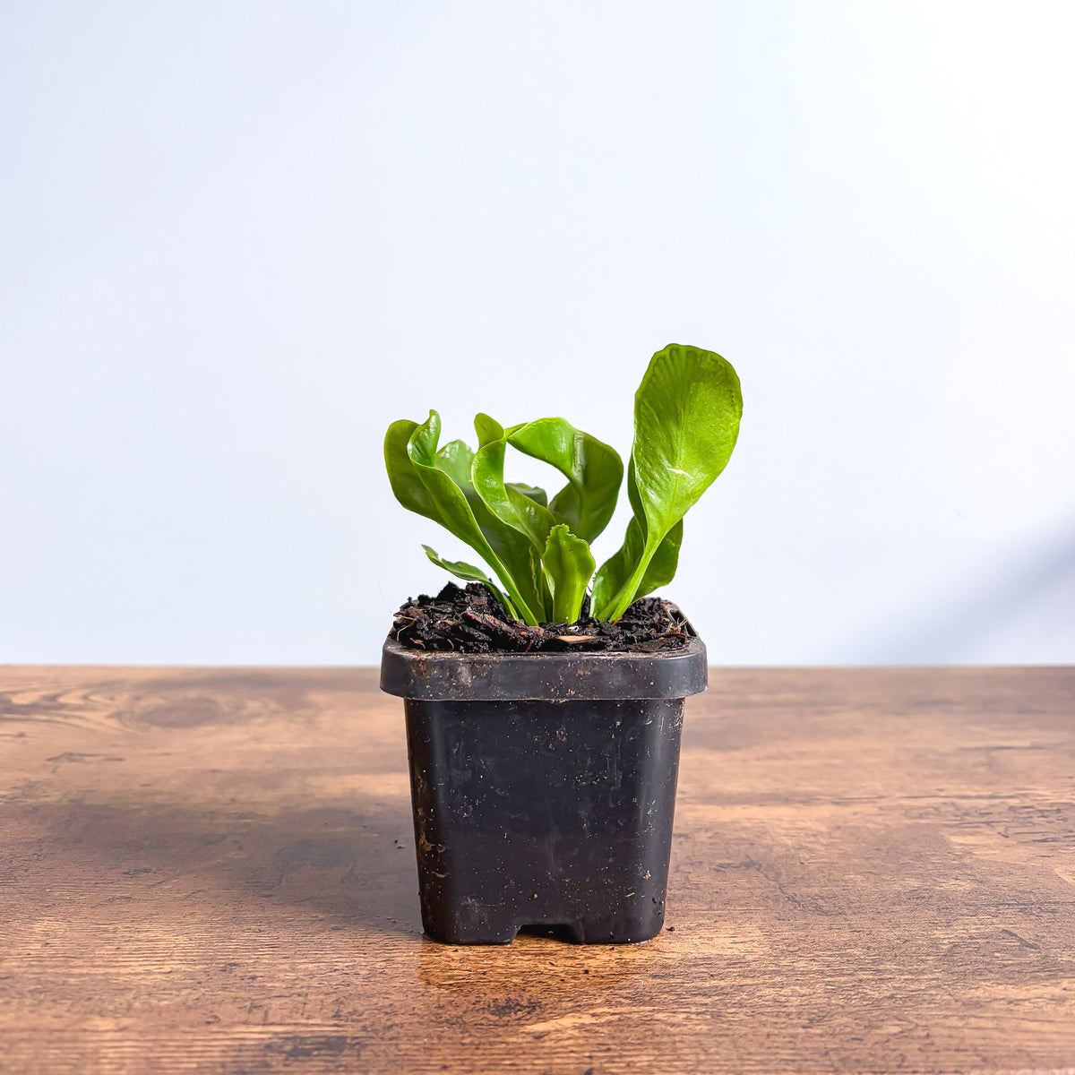 Fern Asplenium Cobra | The Plant Boys