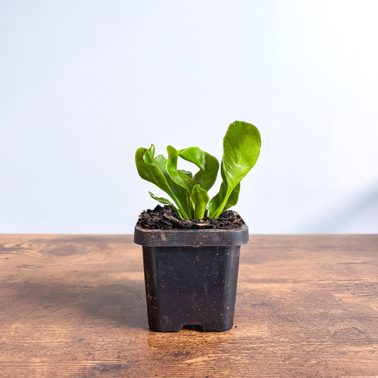 Fern Asplenium Cobra | The Plant Boys