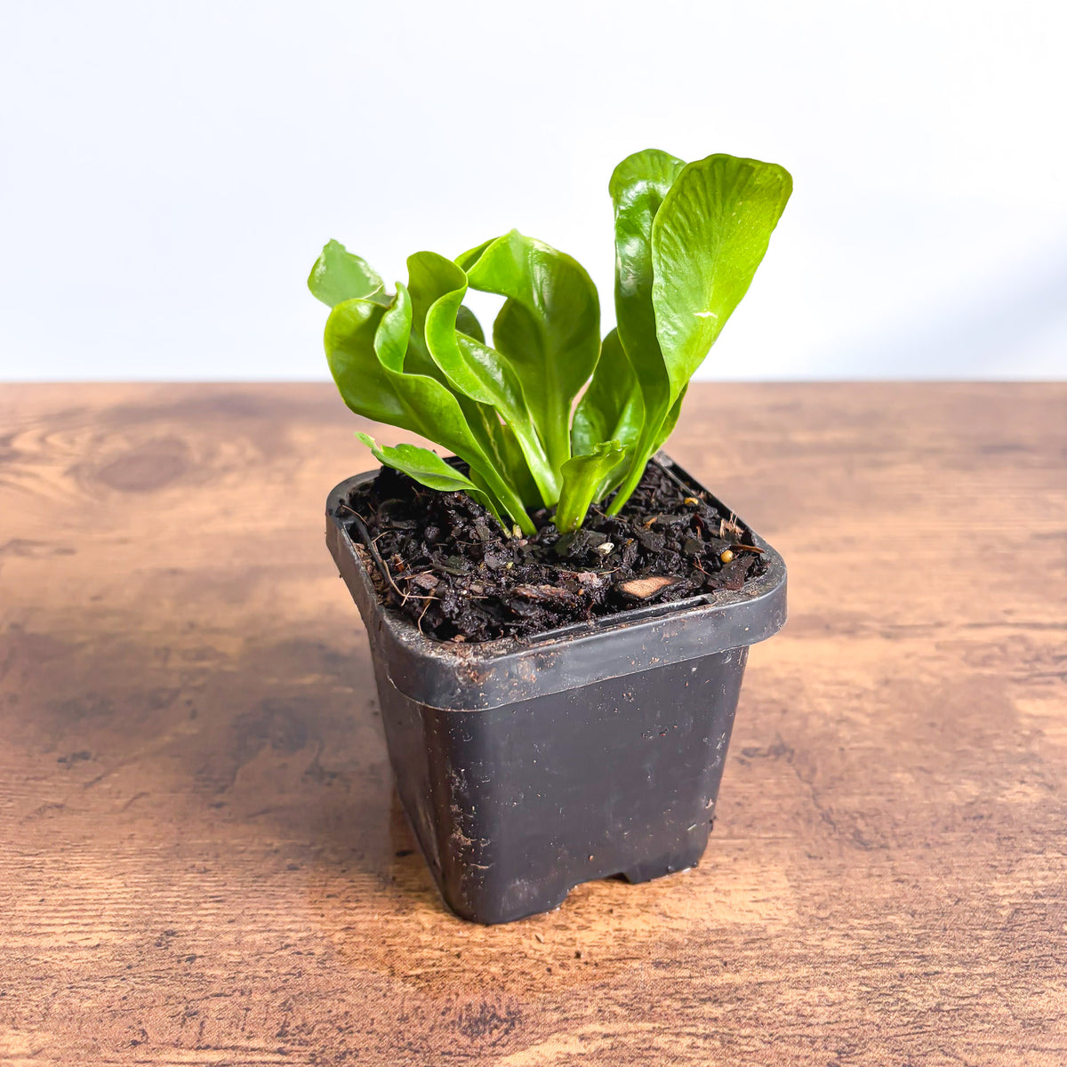 Fern Asplenium Cobra | The Plant Boys
