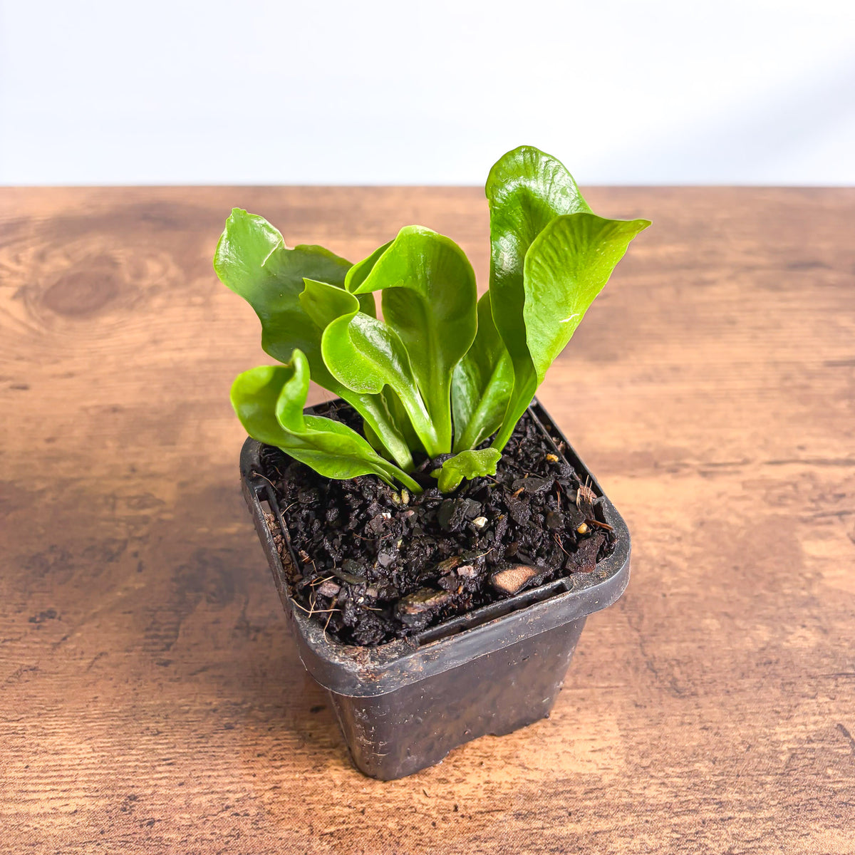 Fern Asplenium Cobra | The Plant Boys